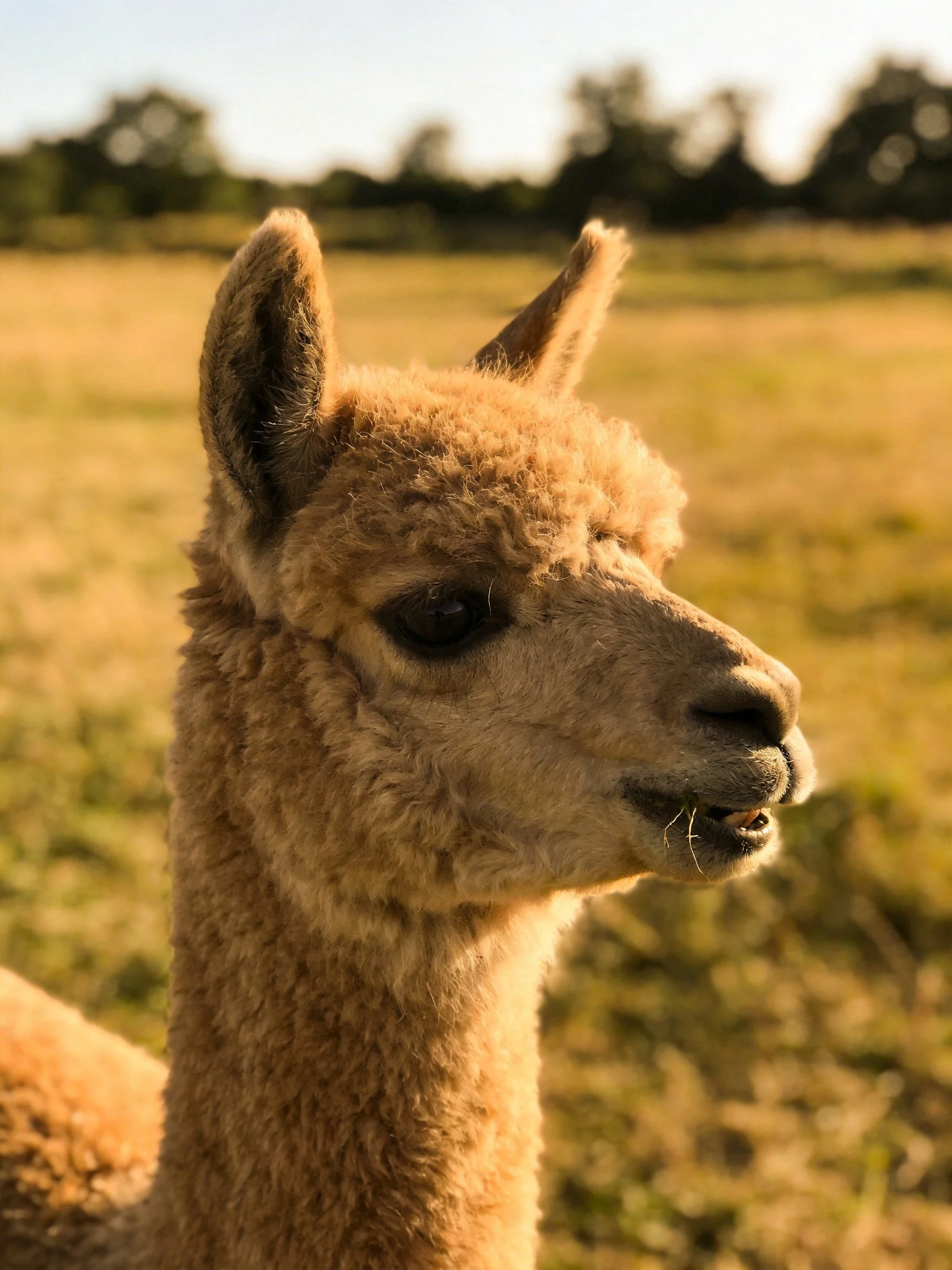 A young alpaca with soft brown fur in a sunlit open field
