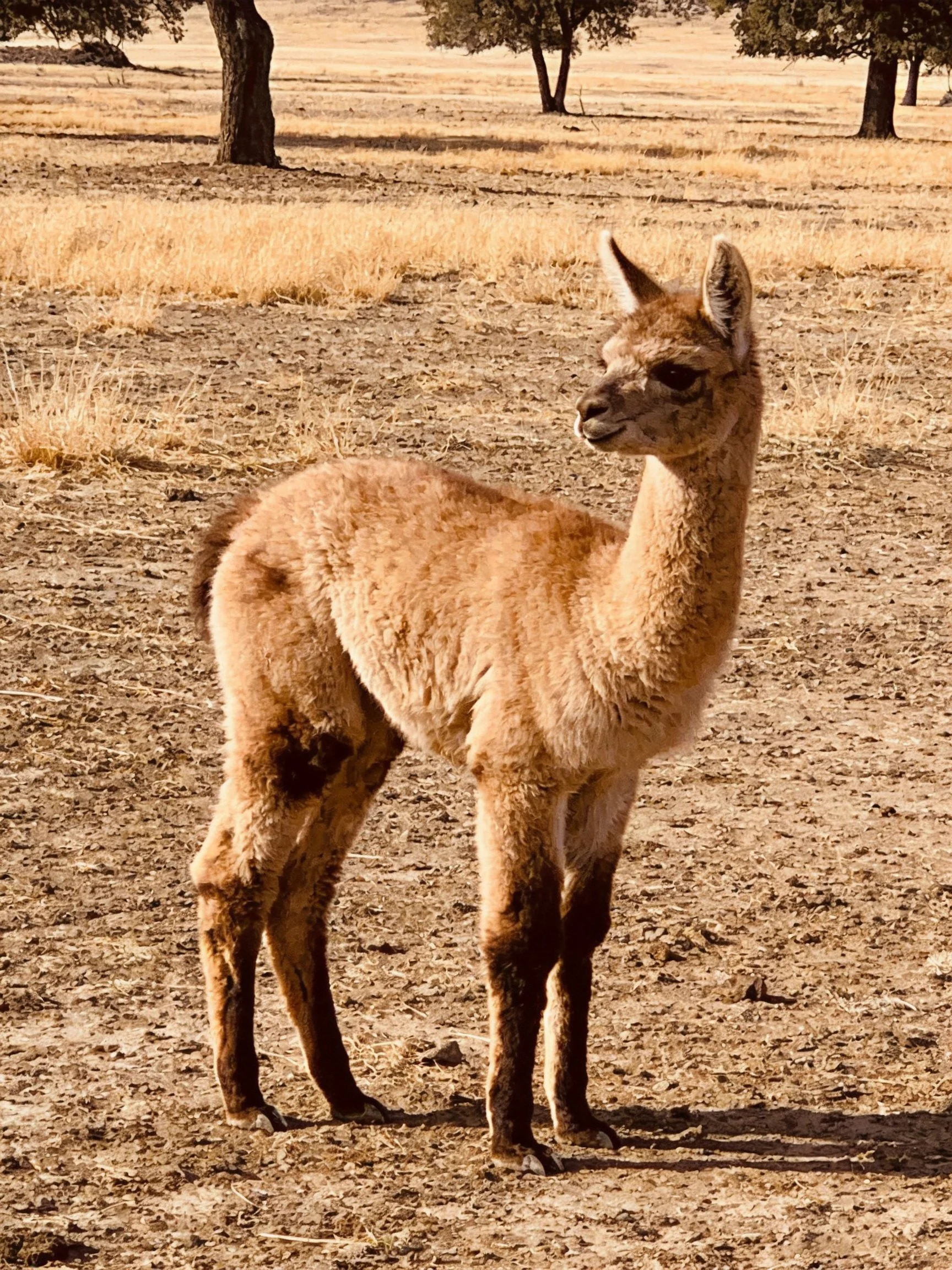 A young brown alpaca in a dry, golden field with distant trees