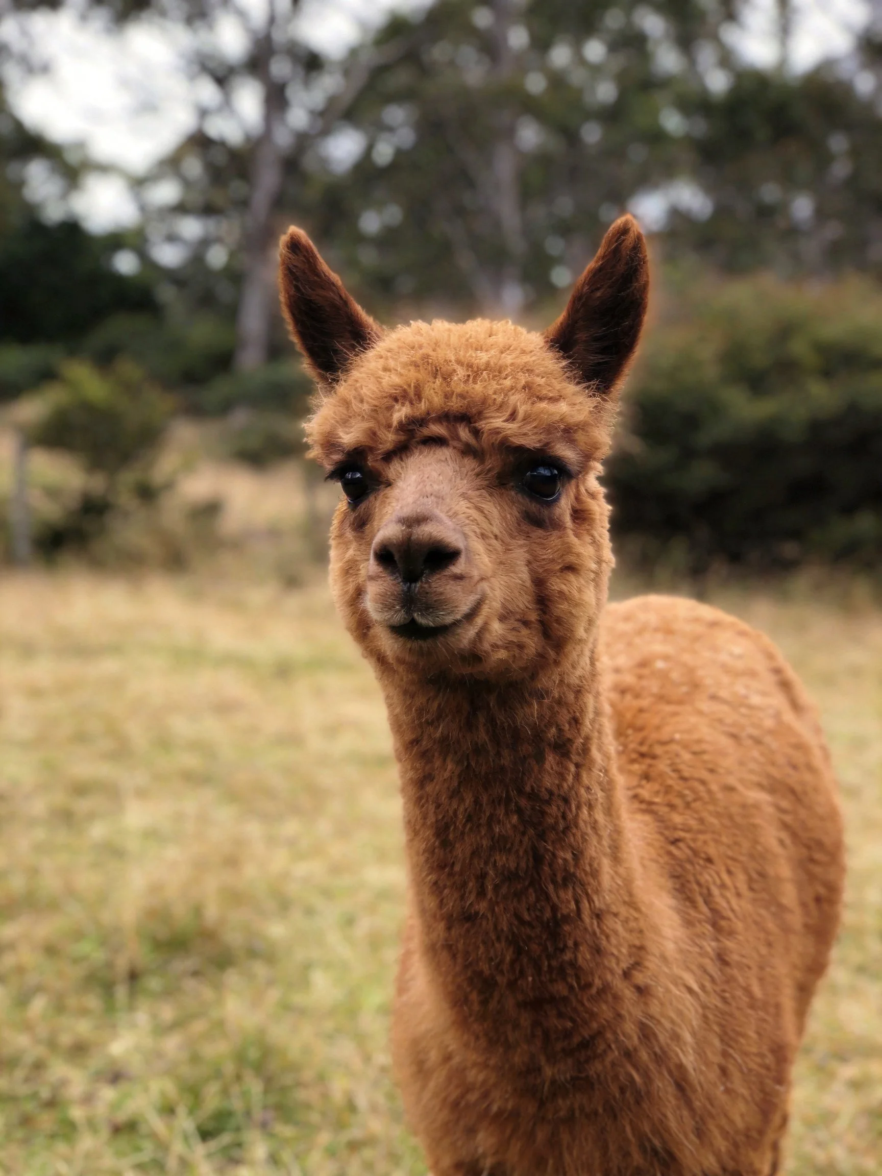A young brown alpaca stands in a grassy field near trees