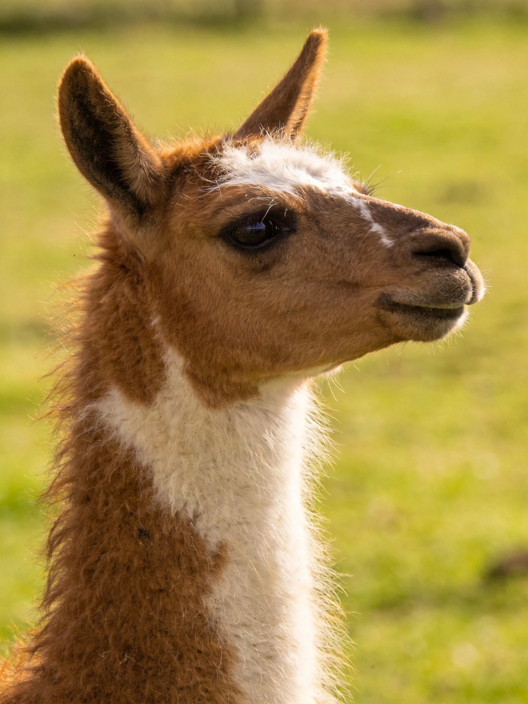 A young llama with brown and white fur in a sunlit green meadow
