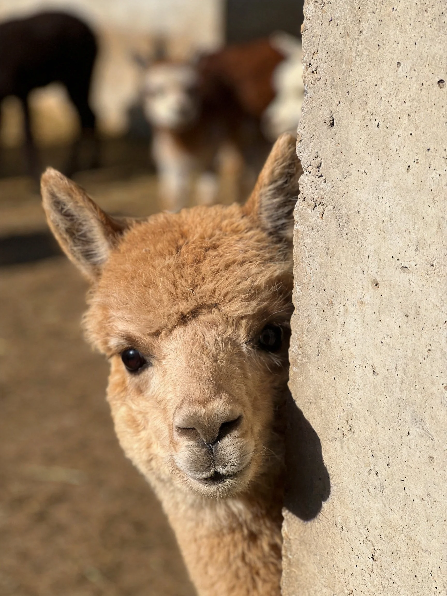 A young tan alpaca peeks from behind a concrete wall near other animals