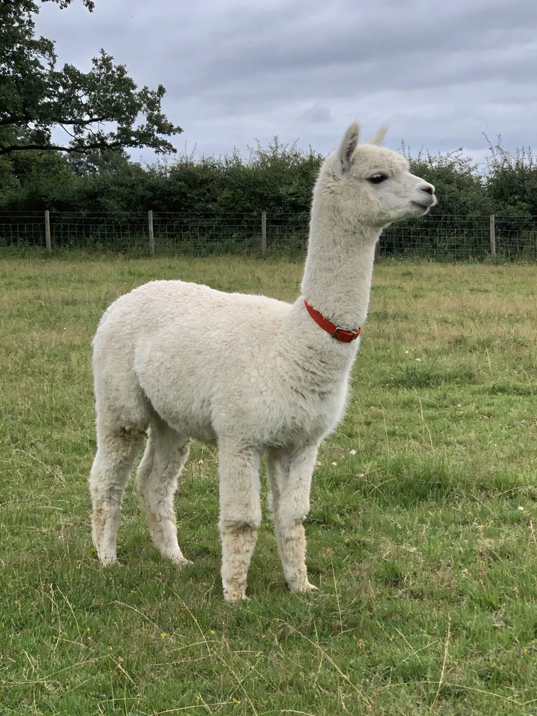 A young white alpaca stands in a lush green pasture with a red collar
