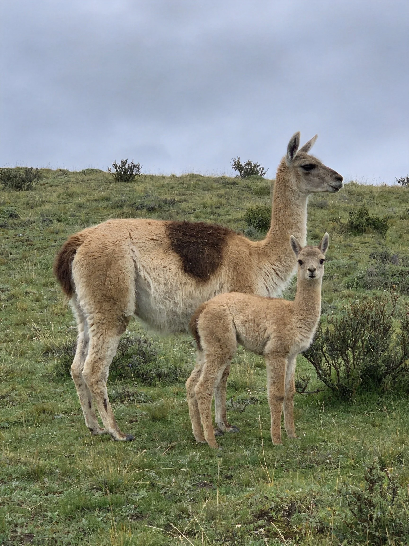 Adult and juvenile guanacos with brown patches in a grassy meadow