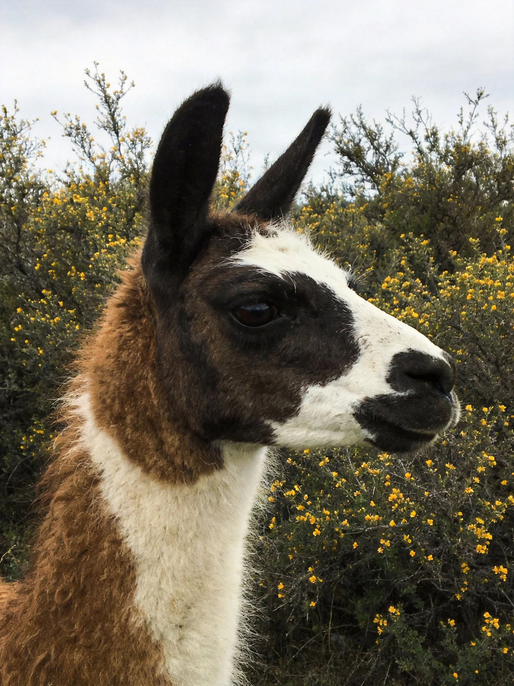Brown and white llama with black markings near yellow-fl flowered bushes