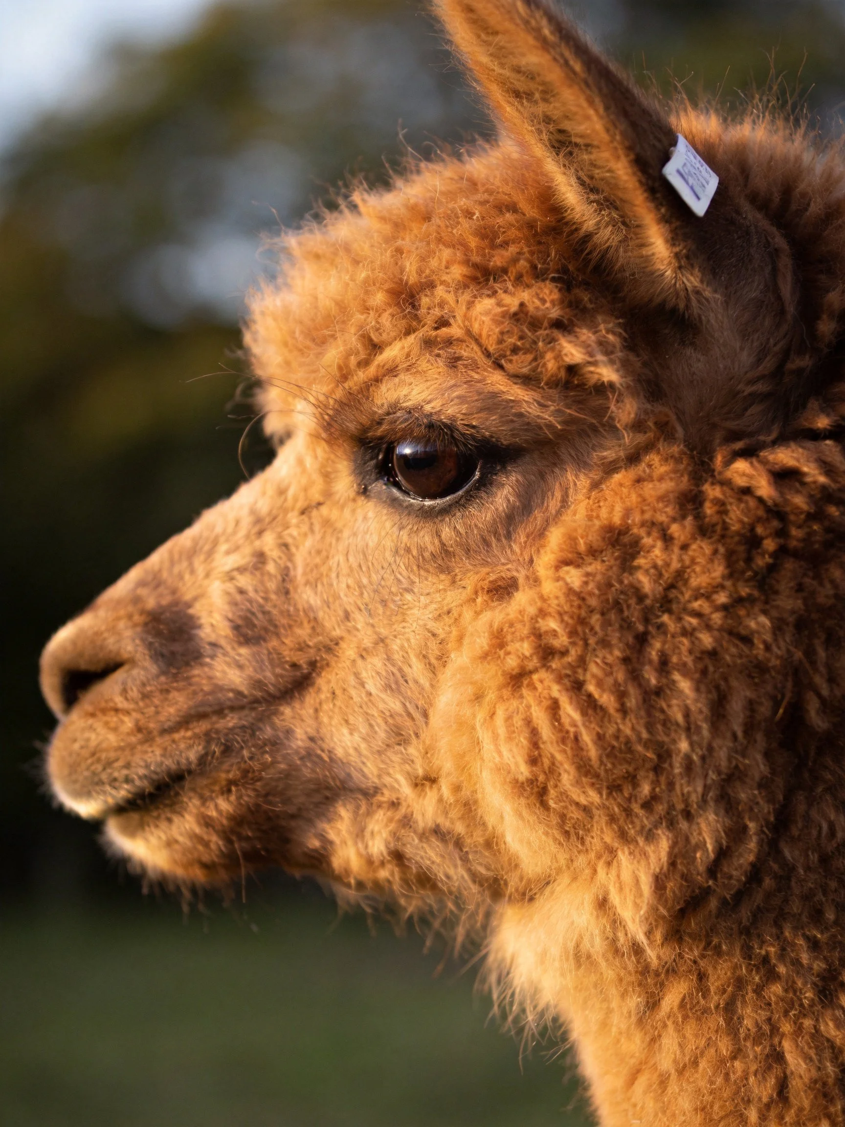 Close-up of a brown alpaca with thick, curly fur