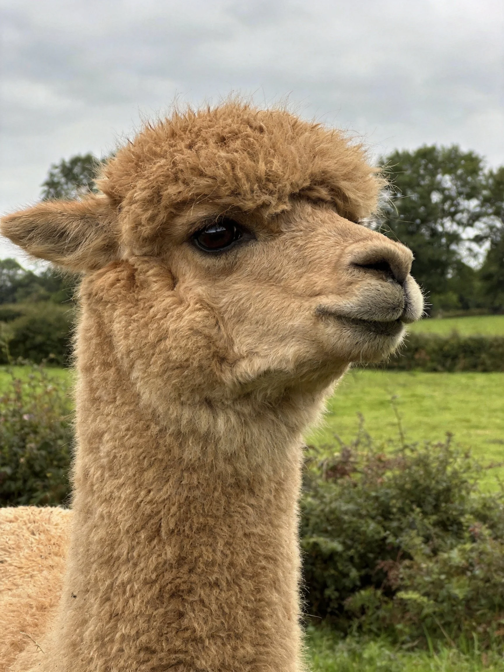 Close - up of a light brown alpaca in a green pasture