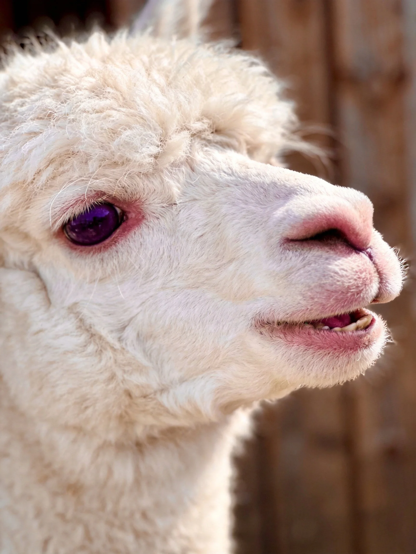 Close-up of a white alpaca with a purple eye and soft, curly fur