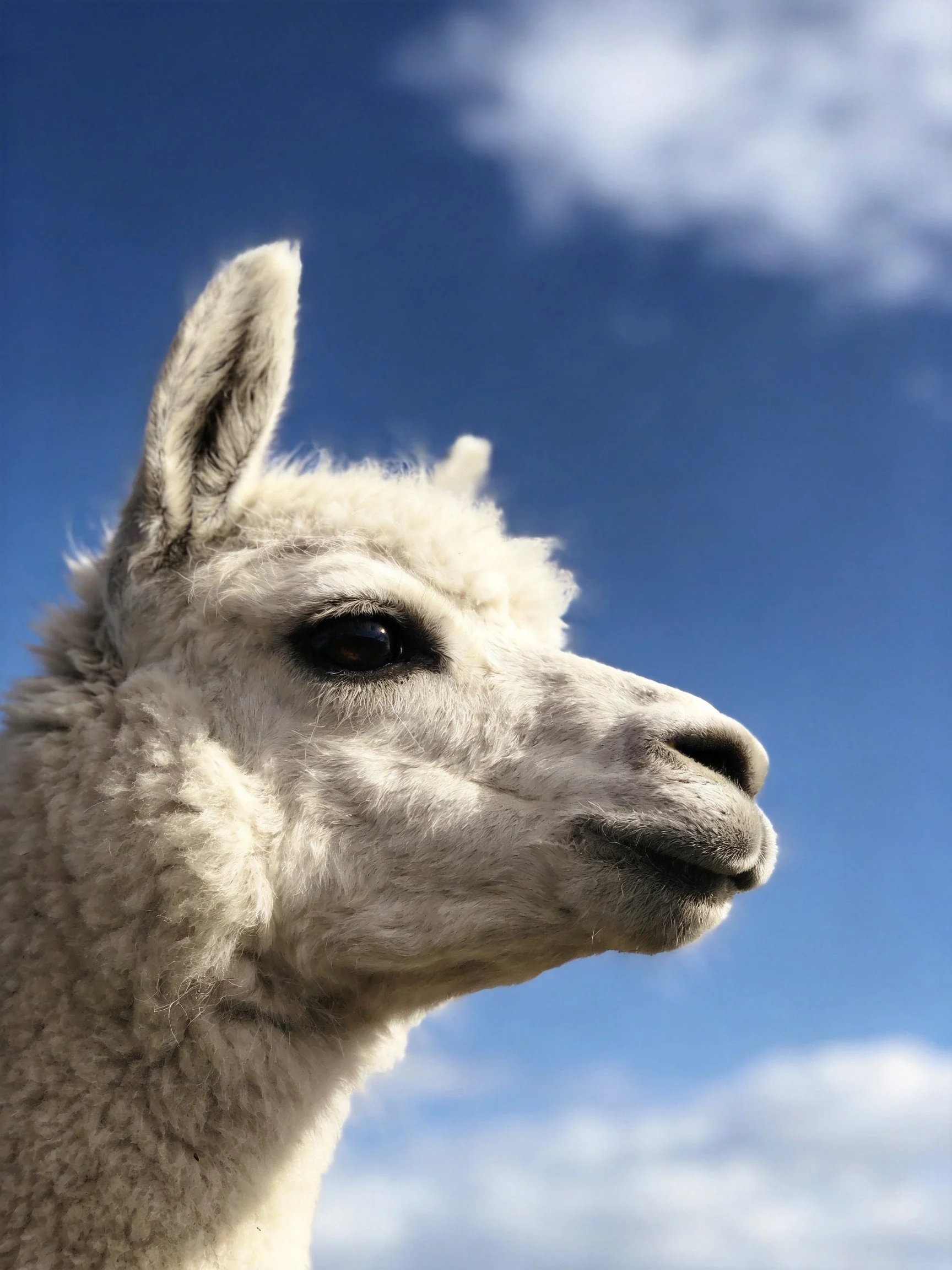 Close - up portrait of a white alpaca with clear blue sky