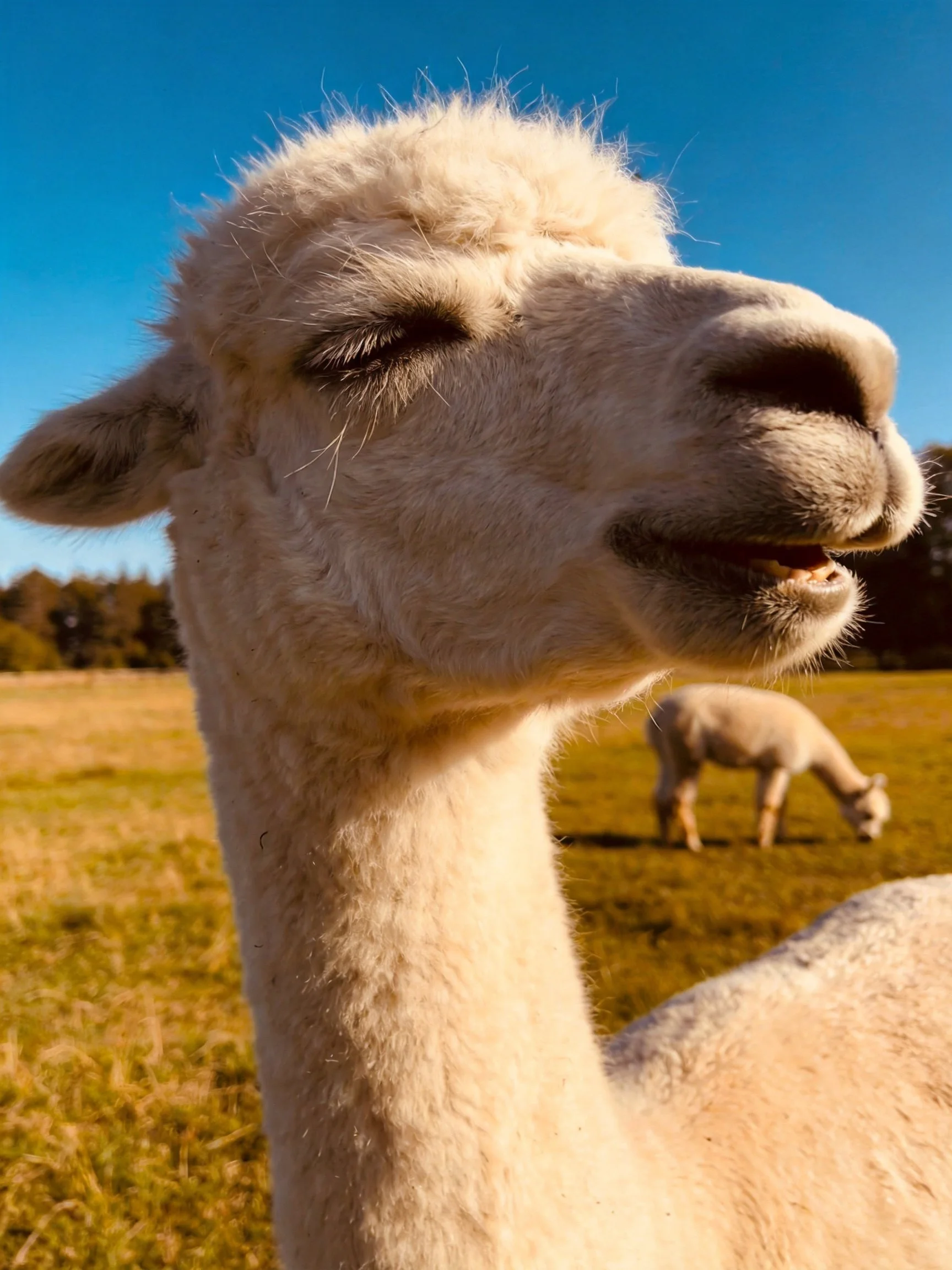 Close-up white llama with distant llama grazing in sunny field