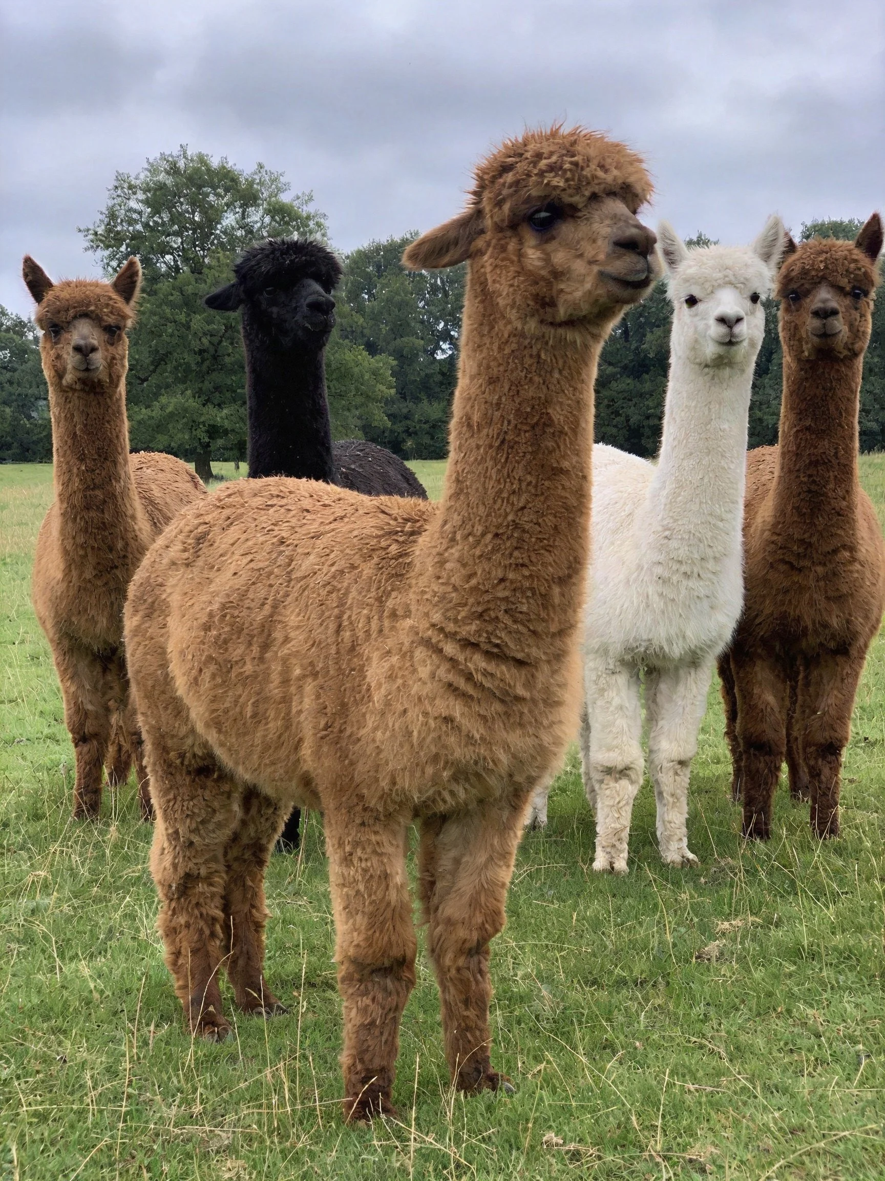 Five alpacas of varied colors gather in a green pasture