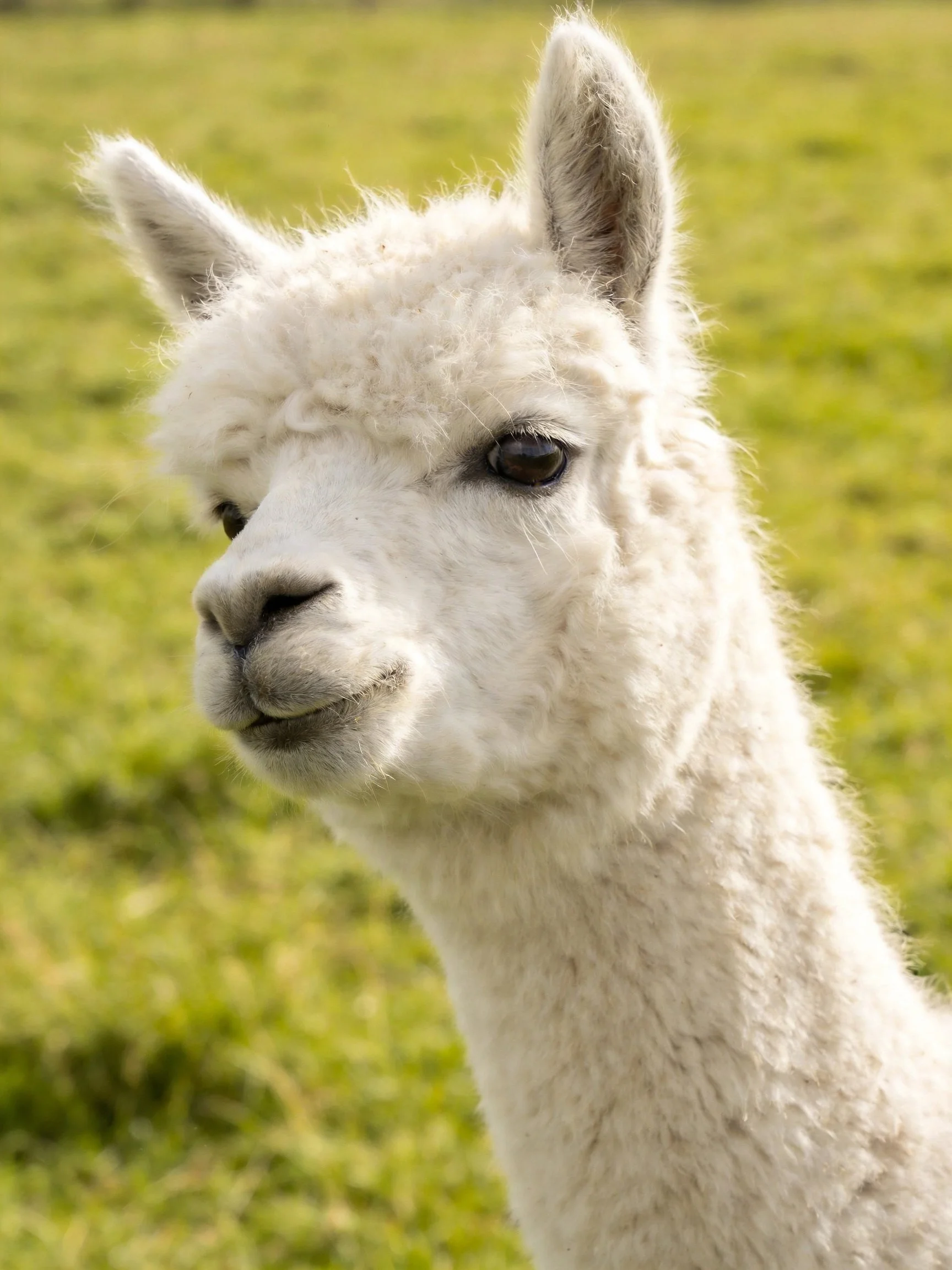 Close-up view of a fluffy white alpaca in a grassy meadow.