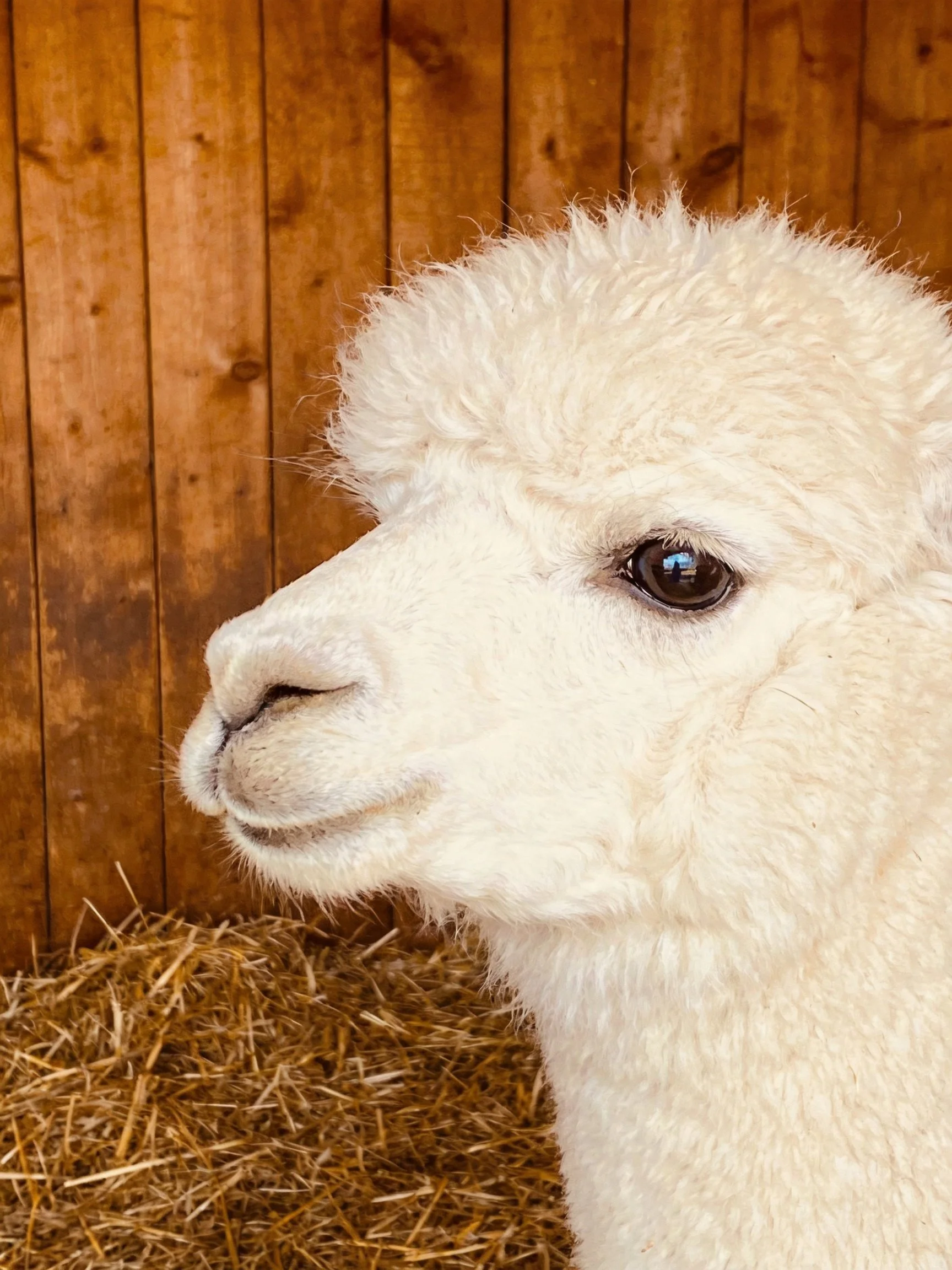 Fluffy white alpaca beside wooden wall with golden hay
