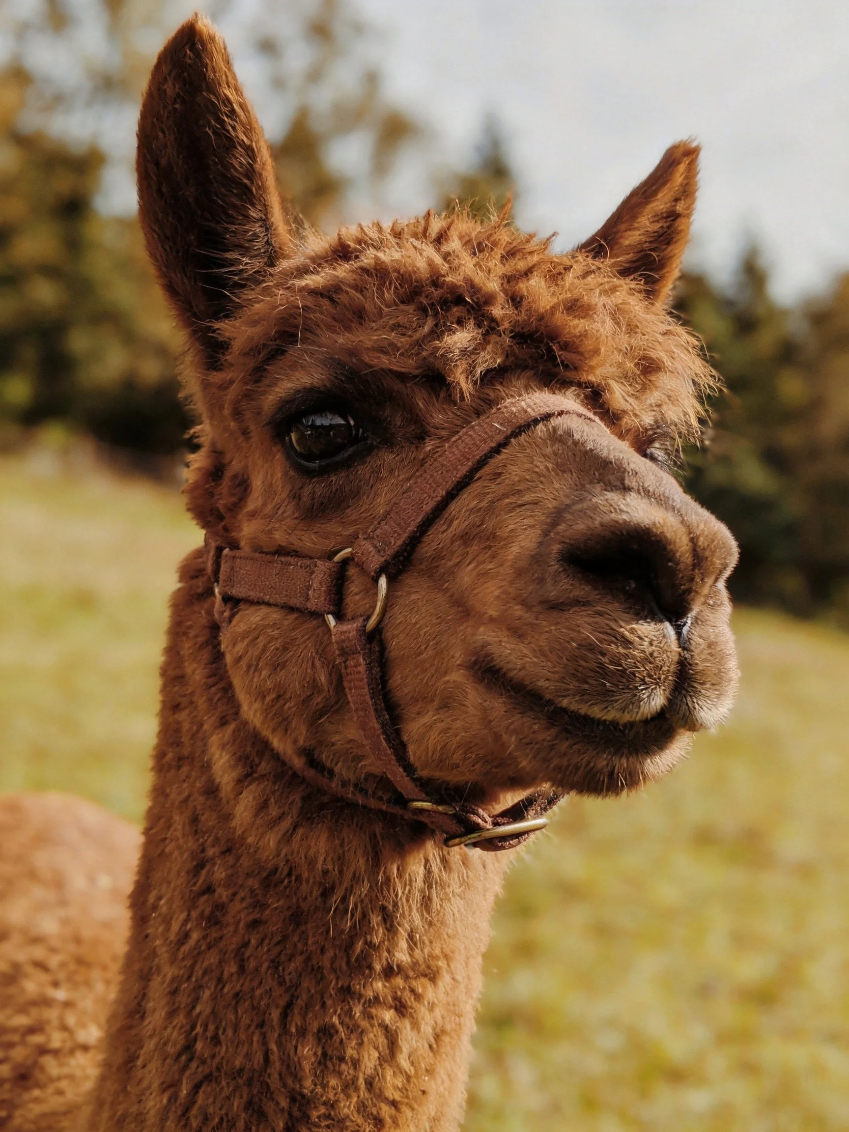 Rich brown alpaca with leather halter in sunny field
