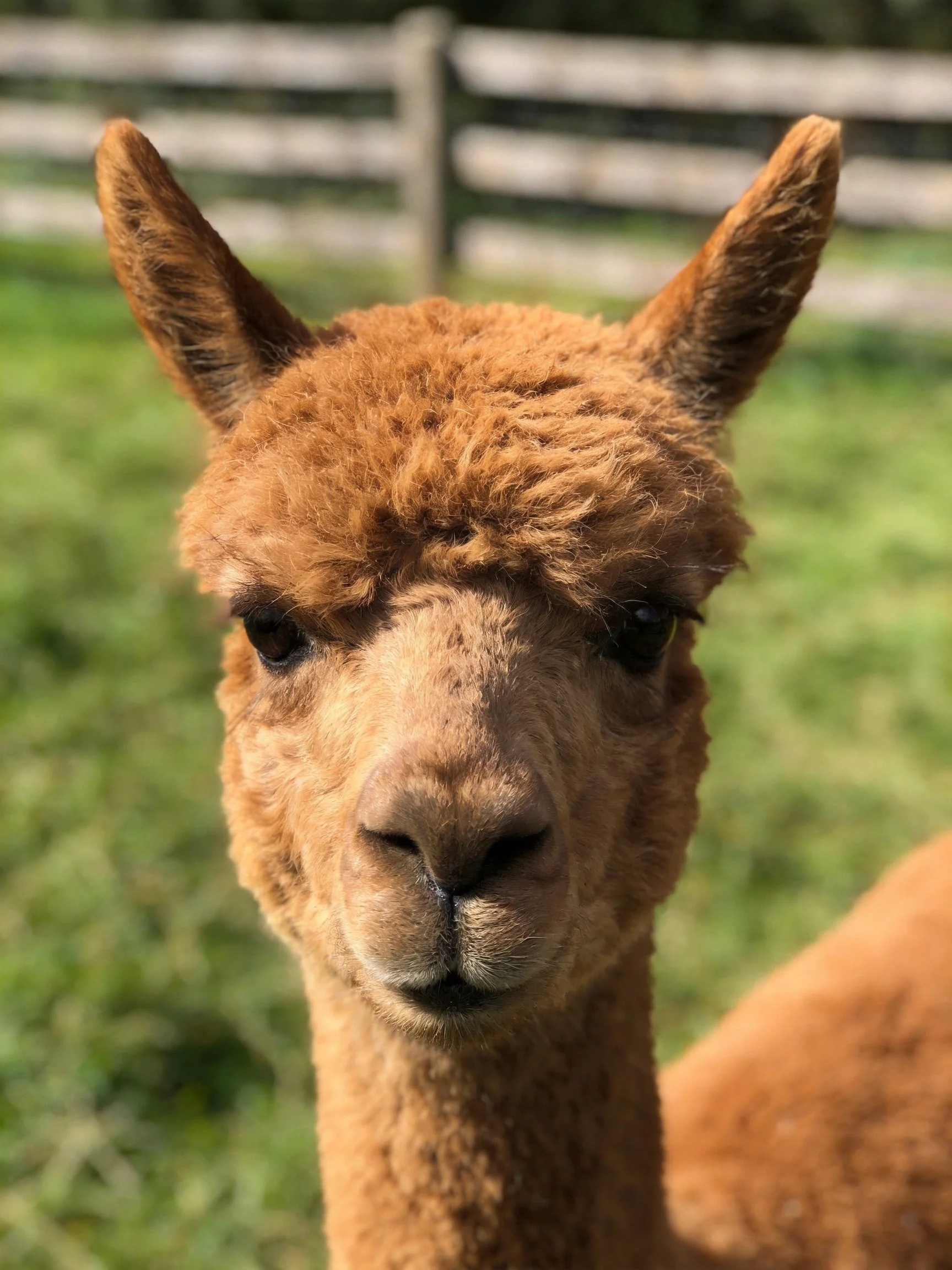 Tan alpaca with curly fur near wooden fence and green field