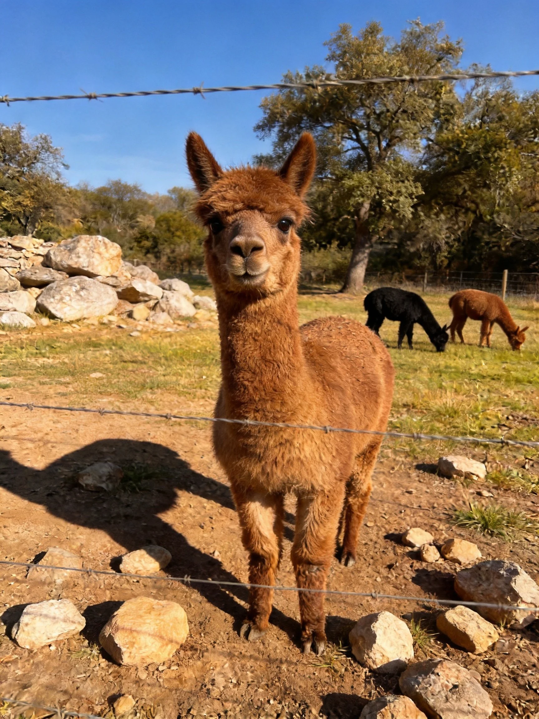 Three alpacas in a fenced pasture with rocks and trees