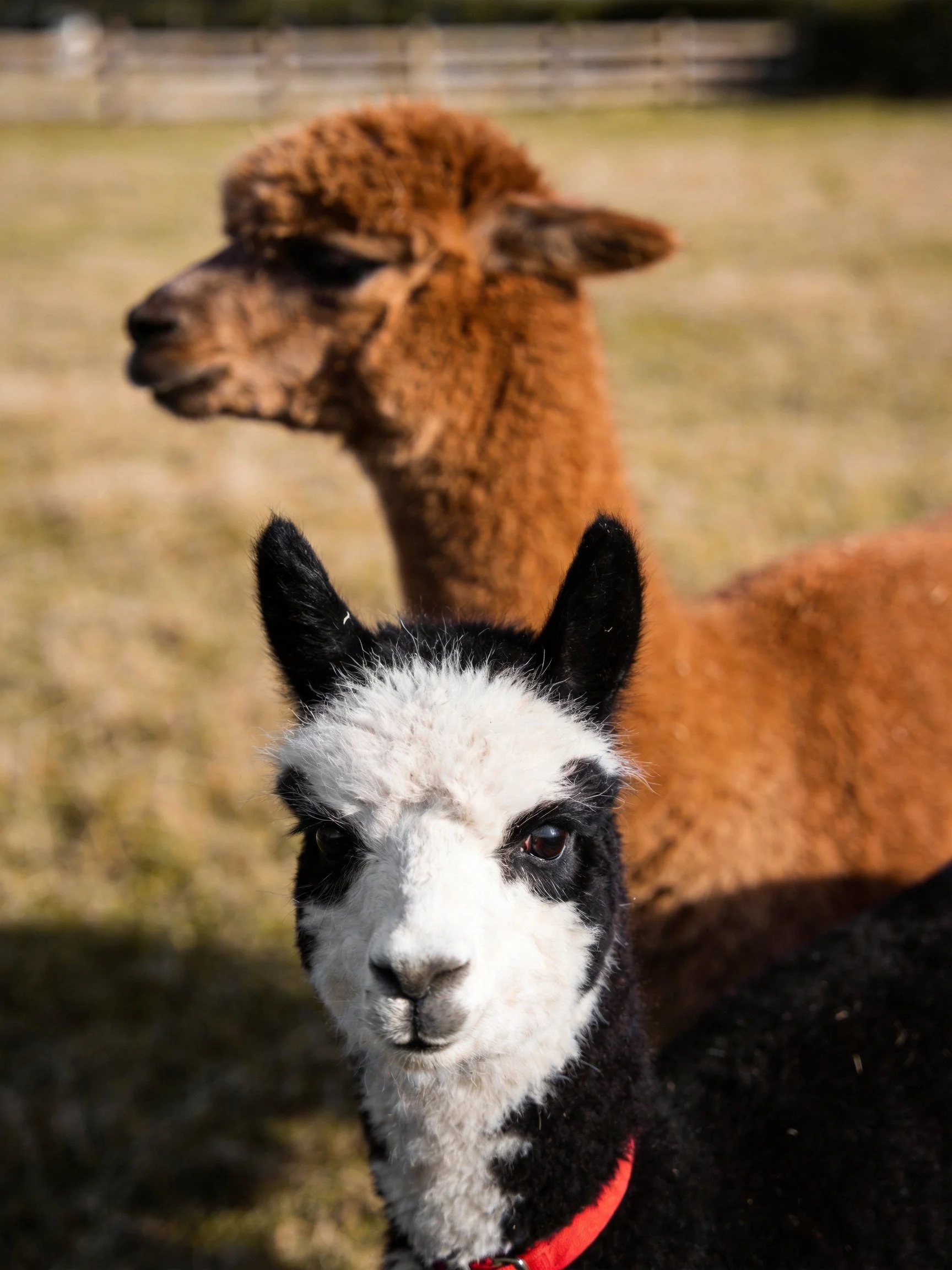 Two alpacas, one brown, one black-and-white, in a sunlit pasture