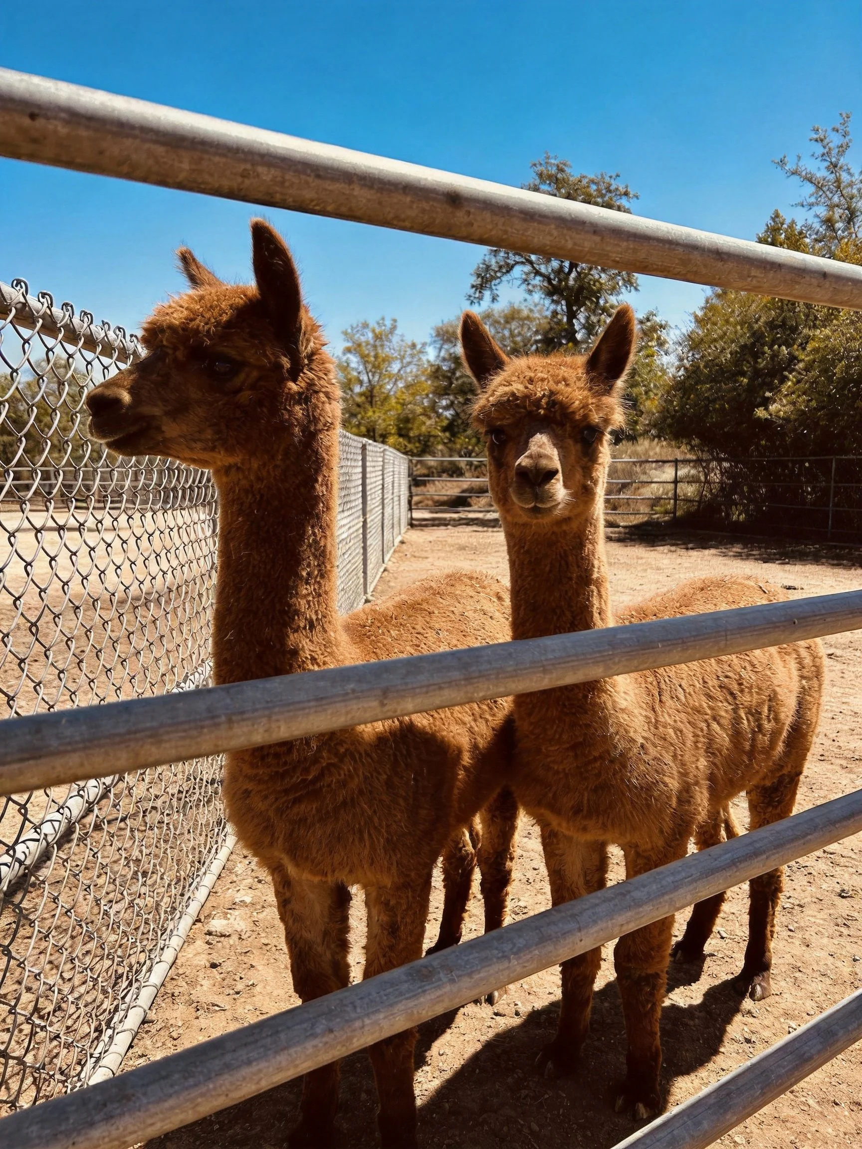 Two brown alpacas near metal bars in sunny outdoor enclosure