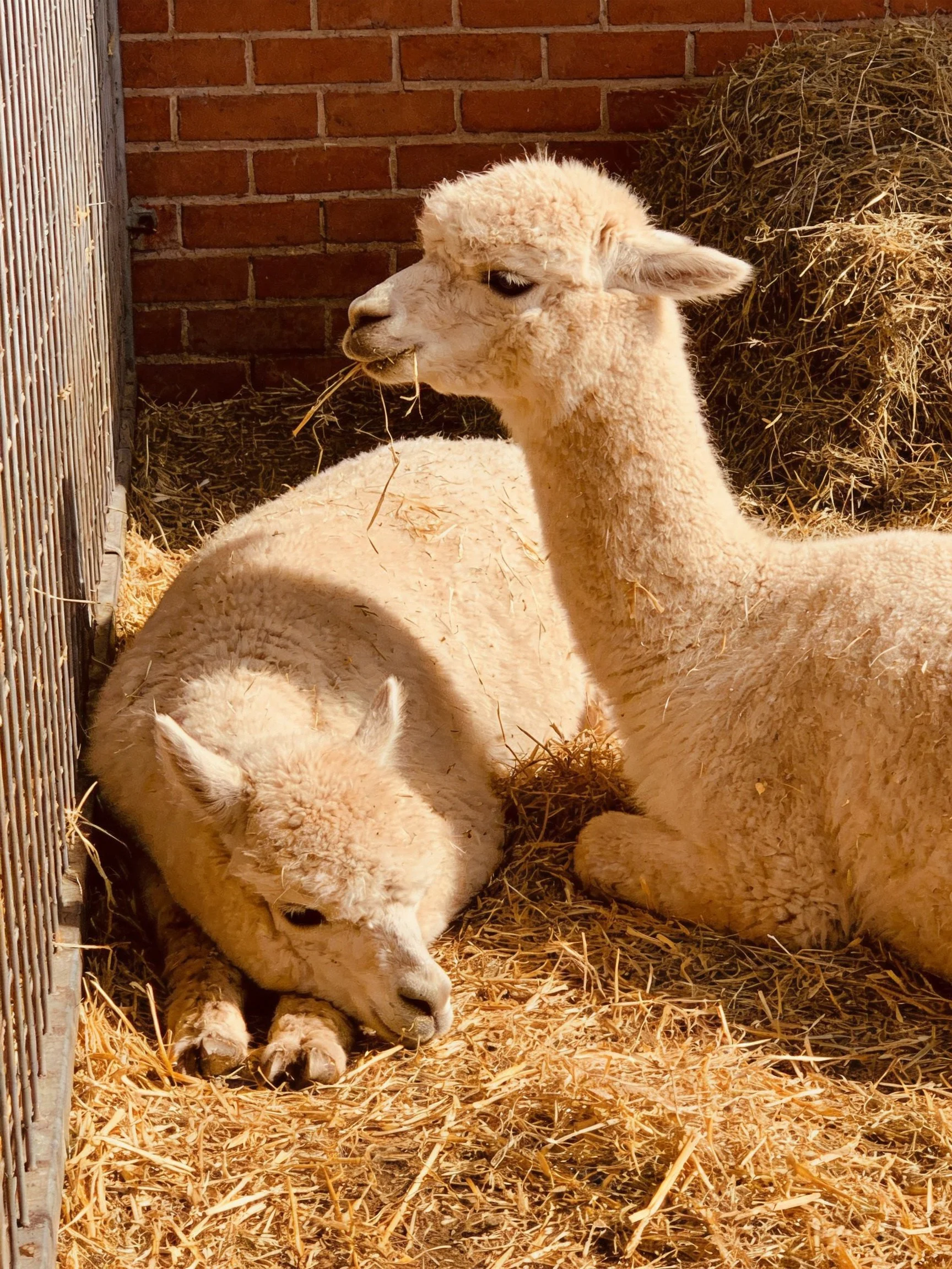 Two cream - colored alpacas rest on golden straw beside a red brick wall