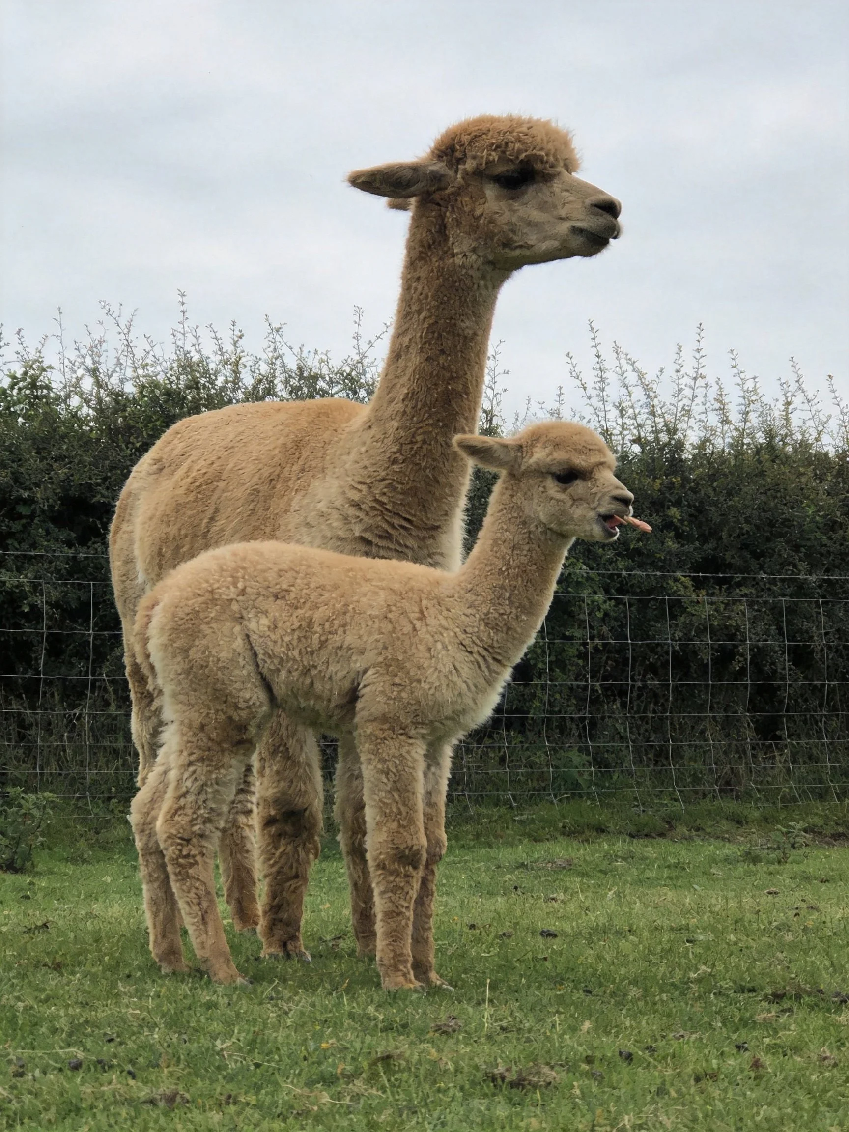 Two tan alpacas, one adult and one juvenile, stand in a green pasture near bushes