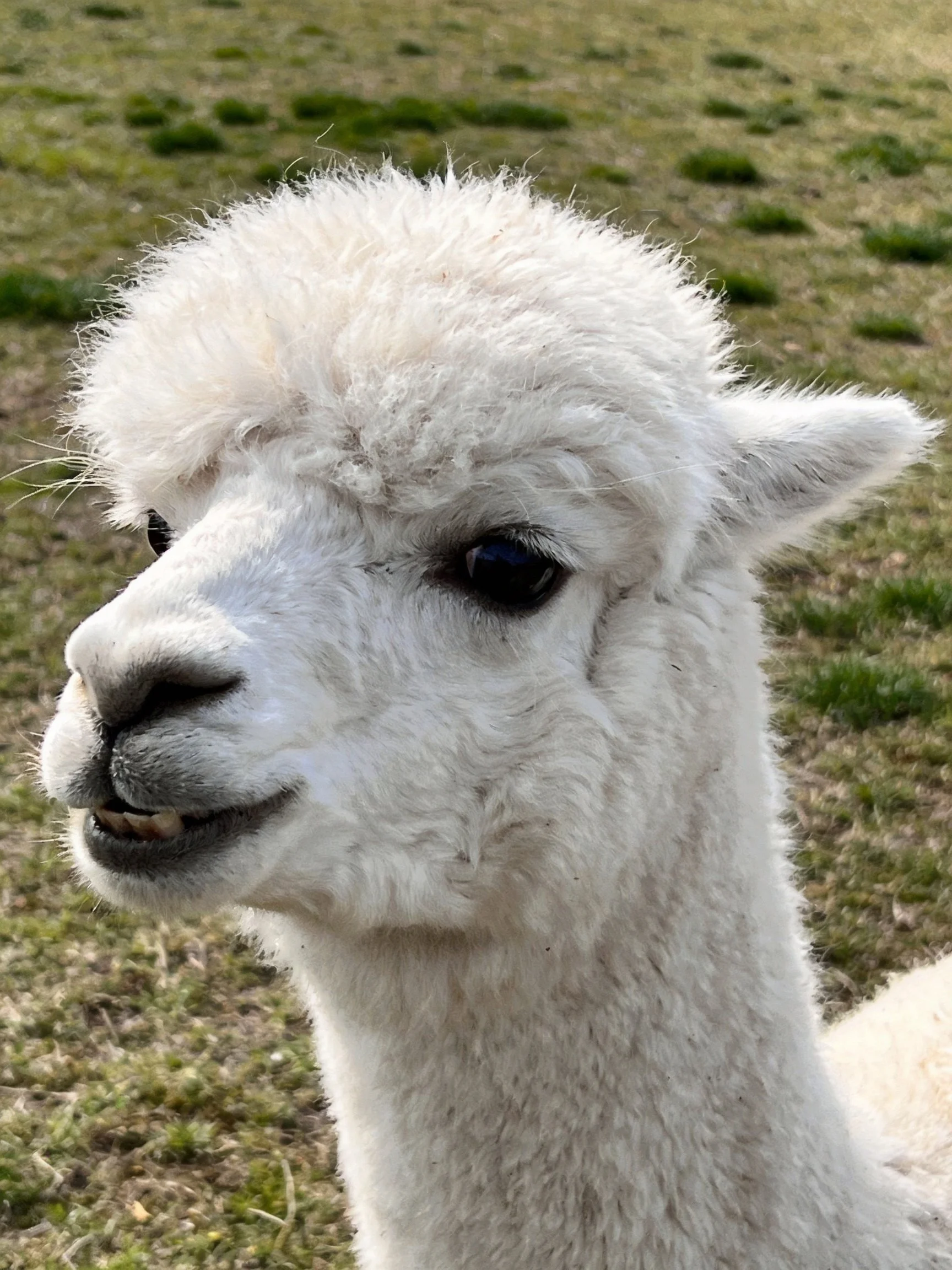White fluffy baby alpaca in grassy field with green patches