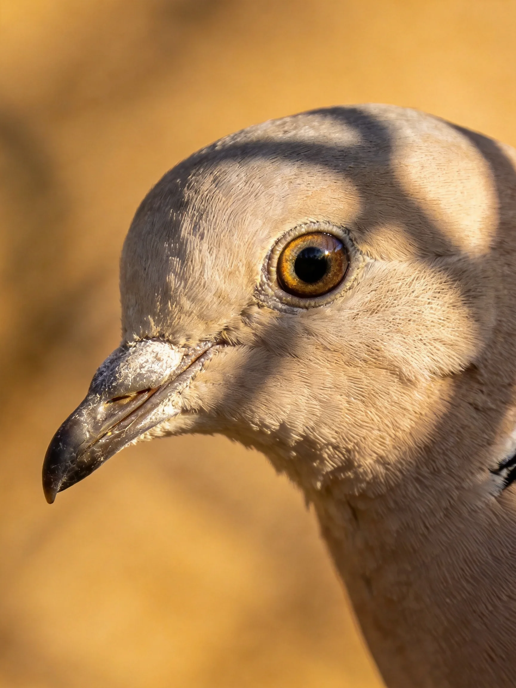 A Close - Up of a Doves Head with Warm Tones and Detailed Features