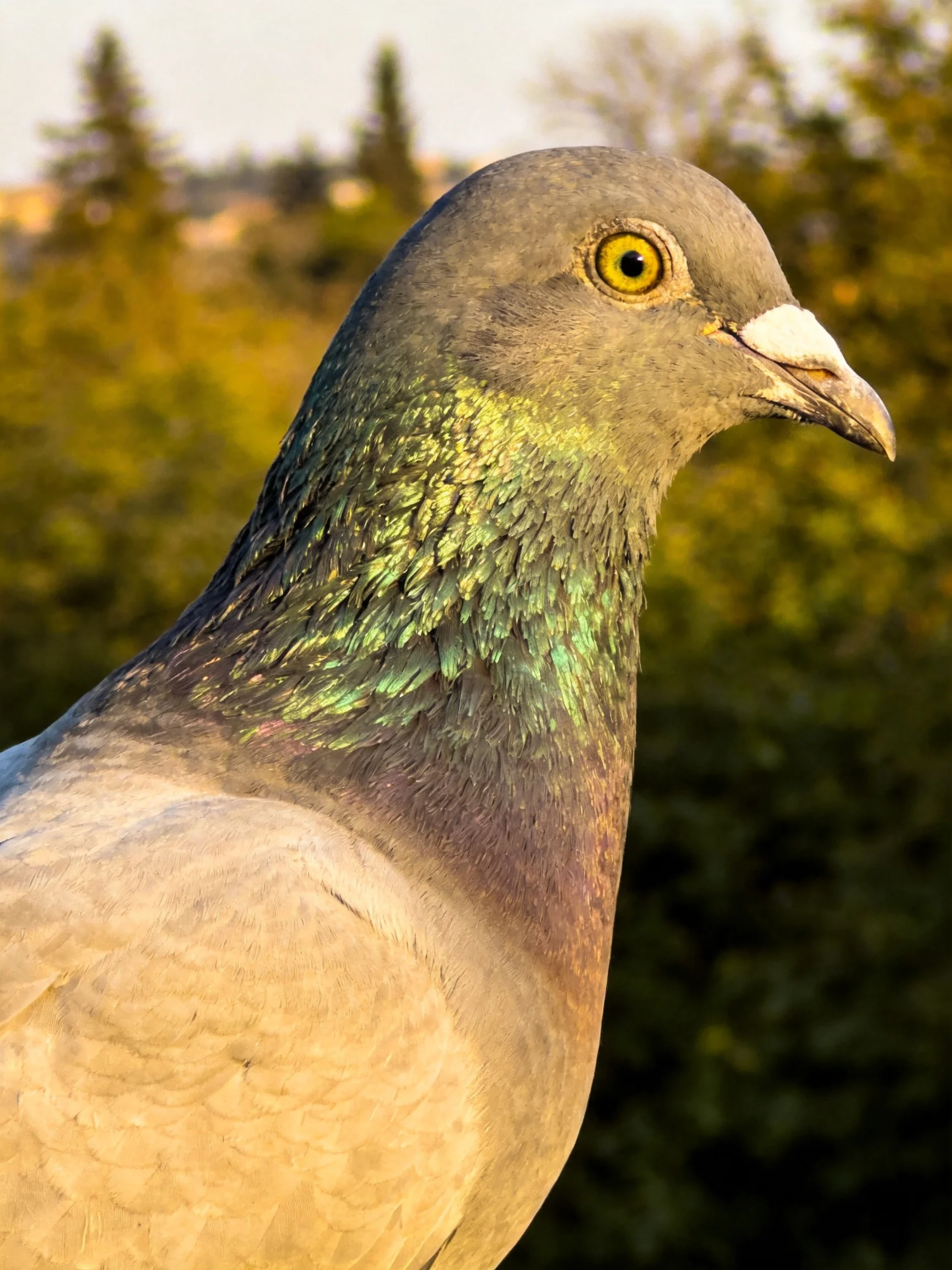 A Gray Pigeon Displaying Iridescent Green Neck Feathers