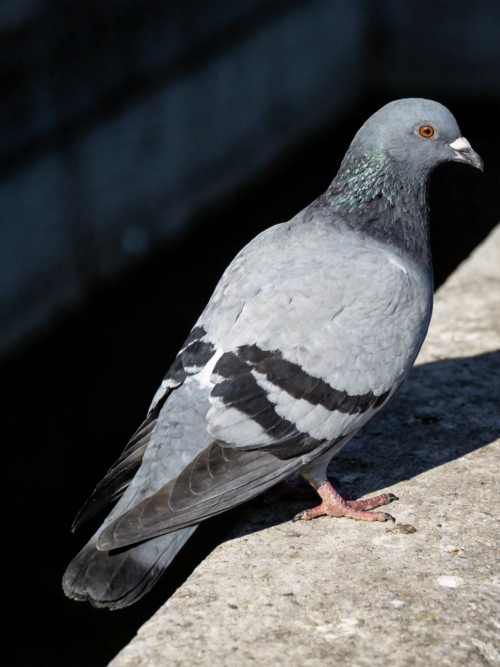 A Gray Pigeon with Black Wing Stripes Perched on a Concrete Edge
