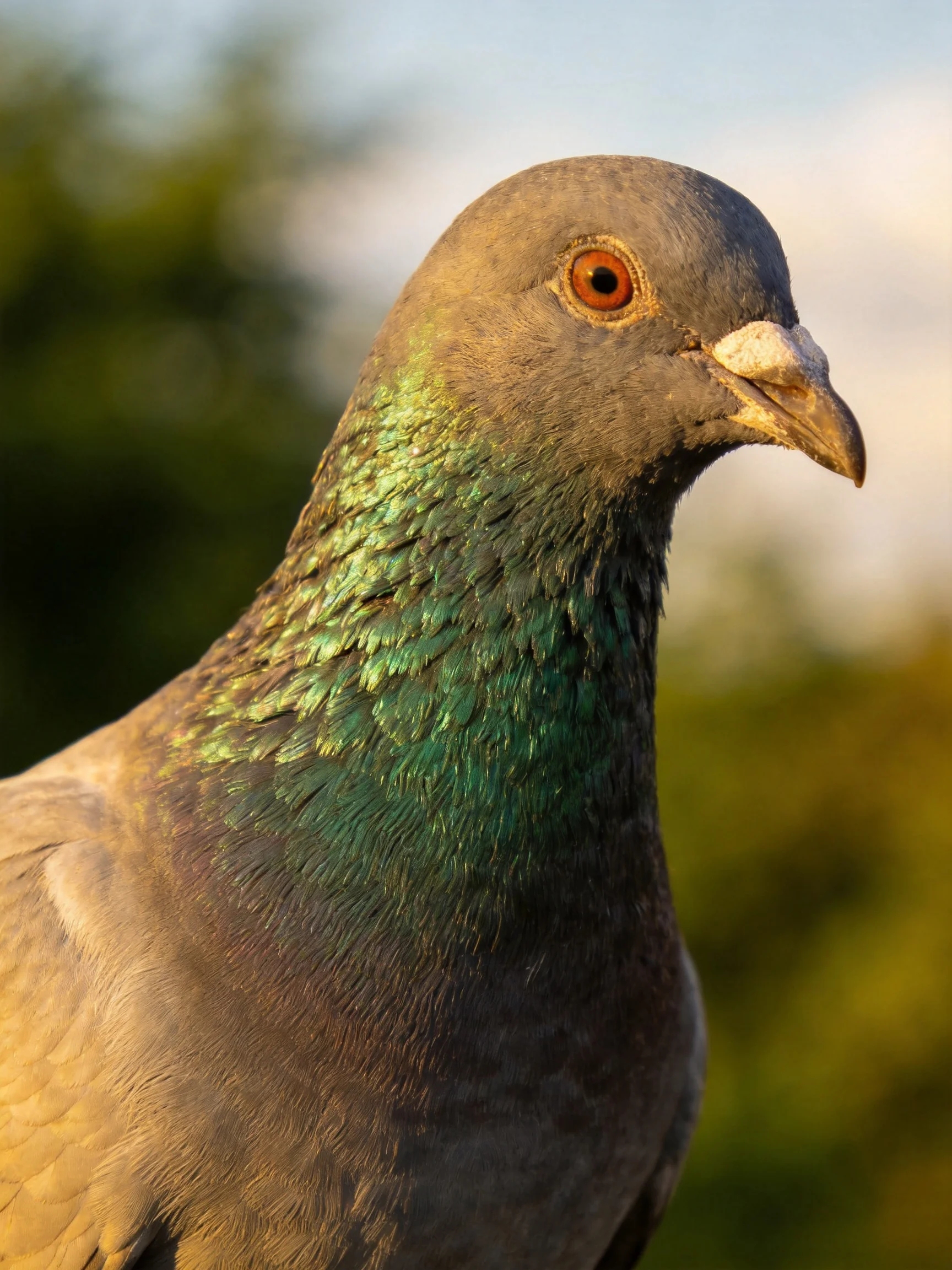 A gray pigeon with green iridescent neck feathers is shown in close-up detail.