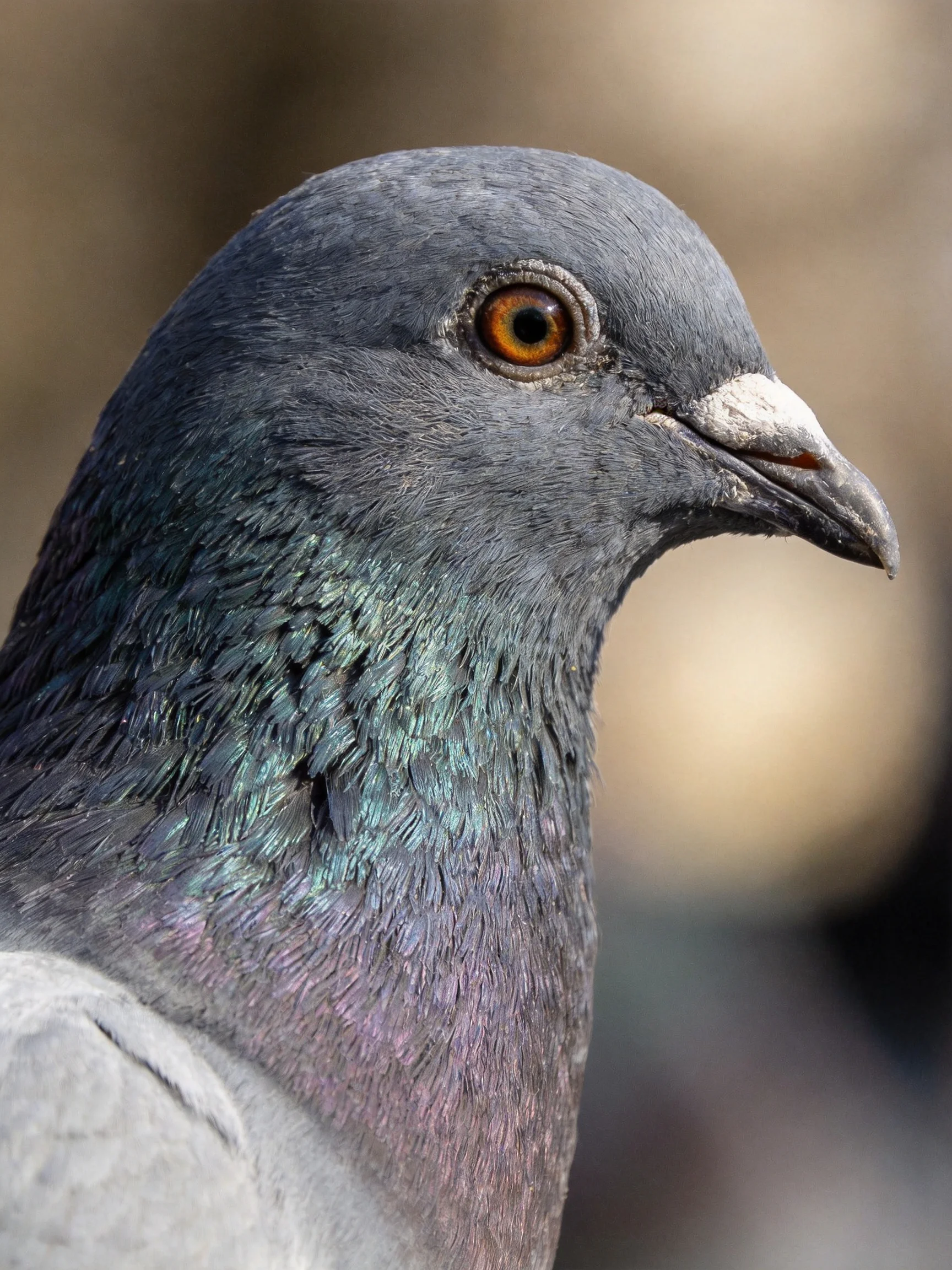A Gray Pigeon with Iridescent Green-Blue Neck Feathers