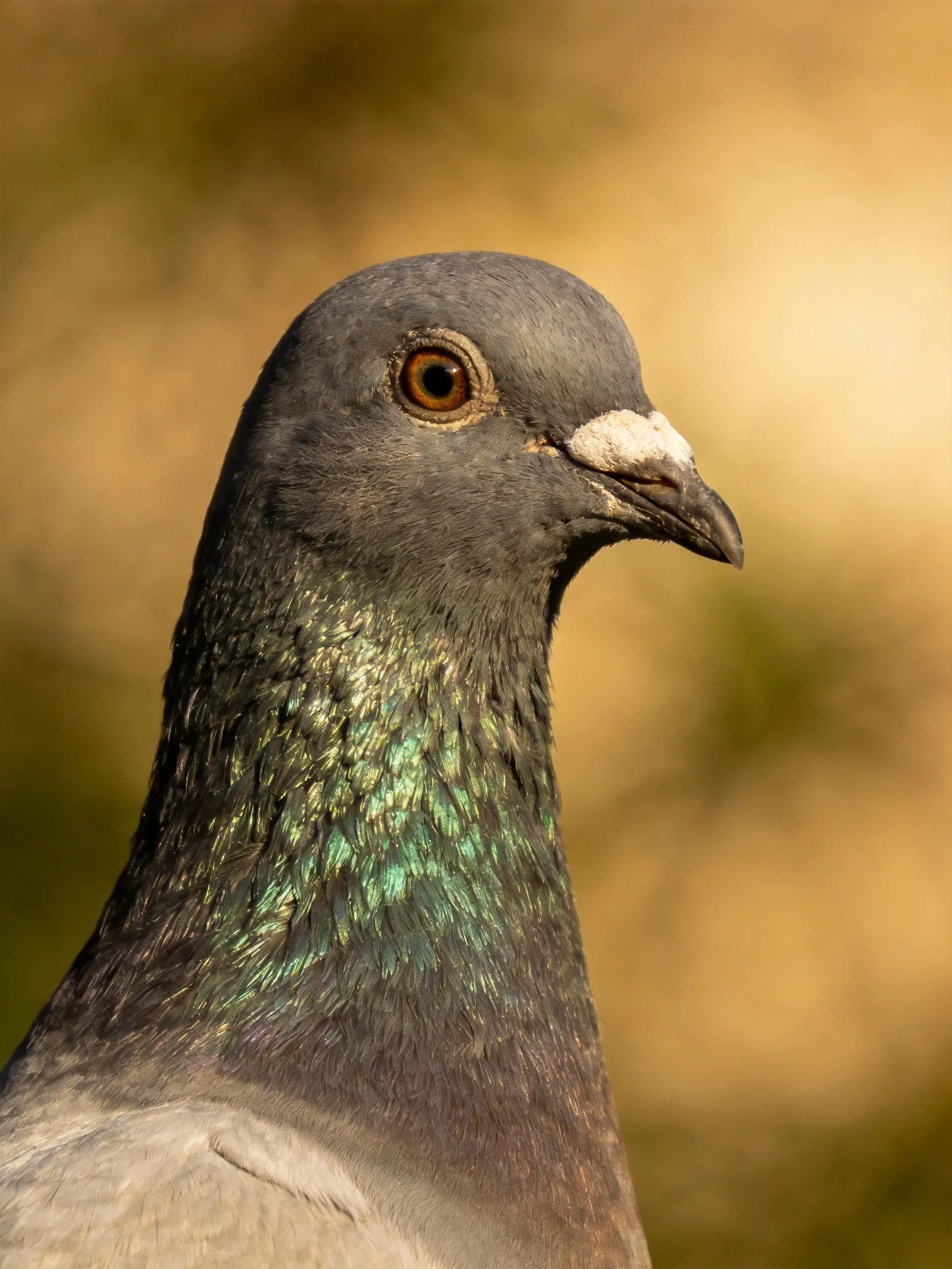 A Gray Pigeon with Iridescent Green Neck Feathers in Close-Up