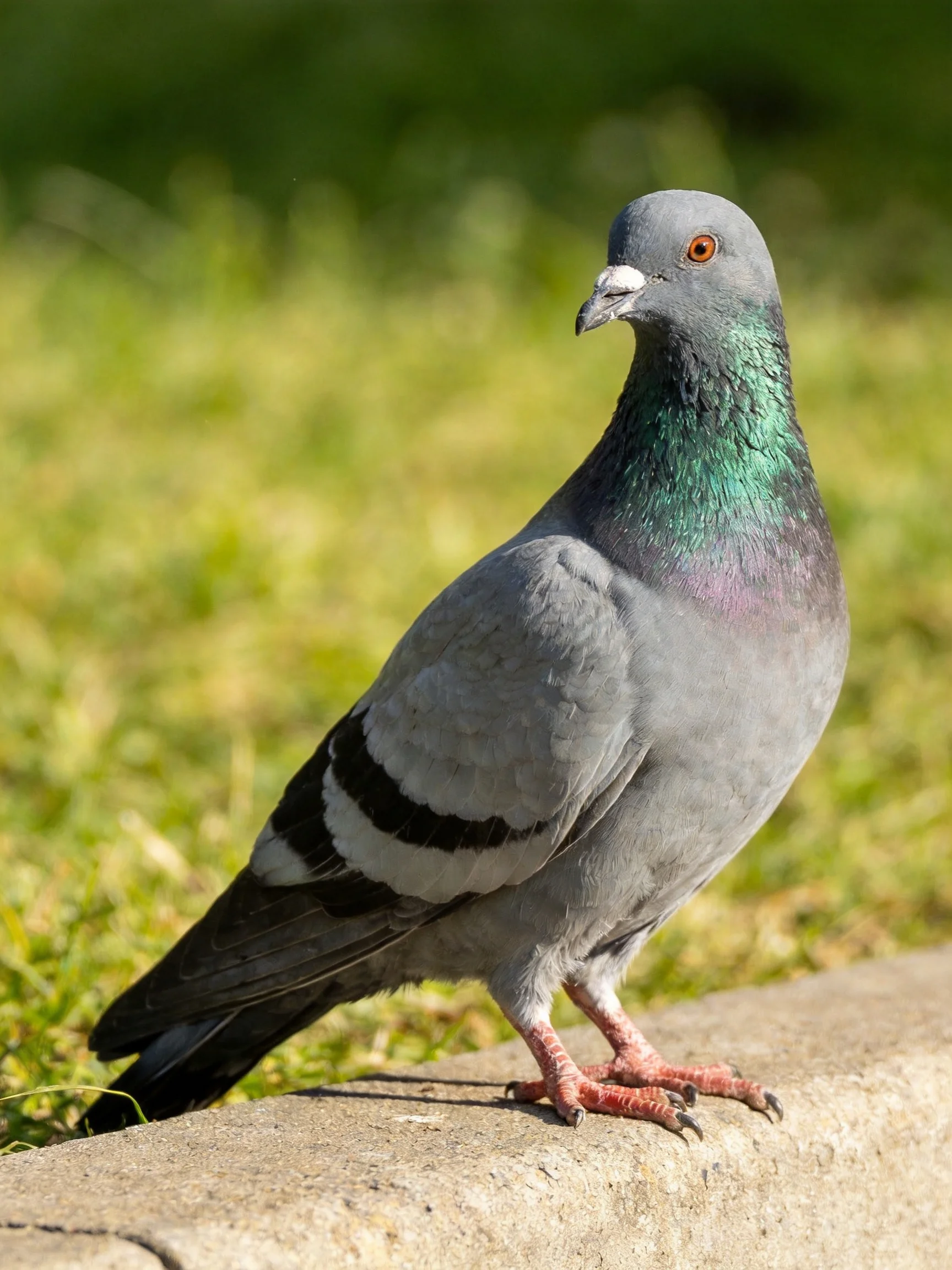 A Gray Pigeon with Iridescent Green Neck Feathers on a Concrete Edge