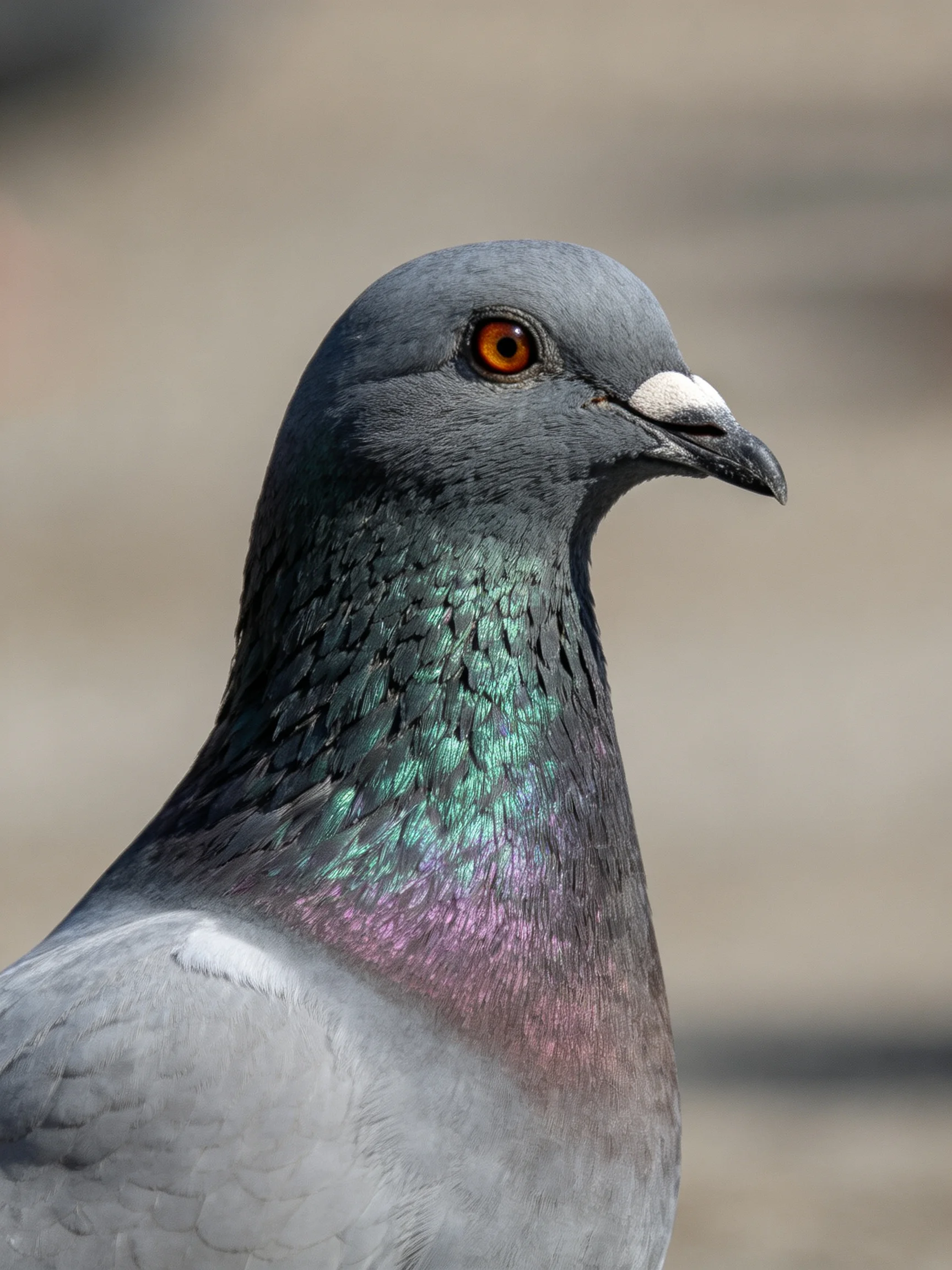 A Gray Pigeon with Iridescent Green-Purple Neck Feathers