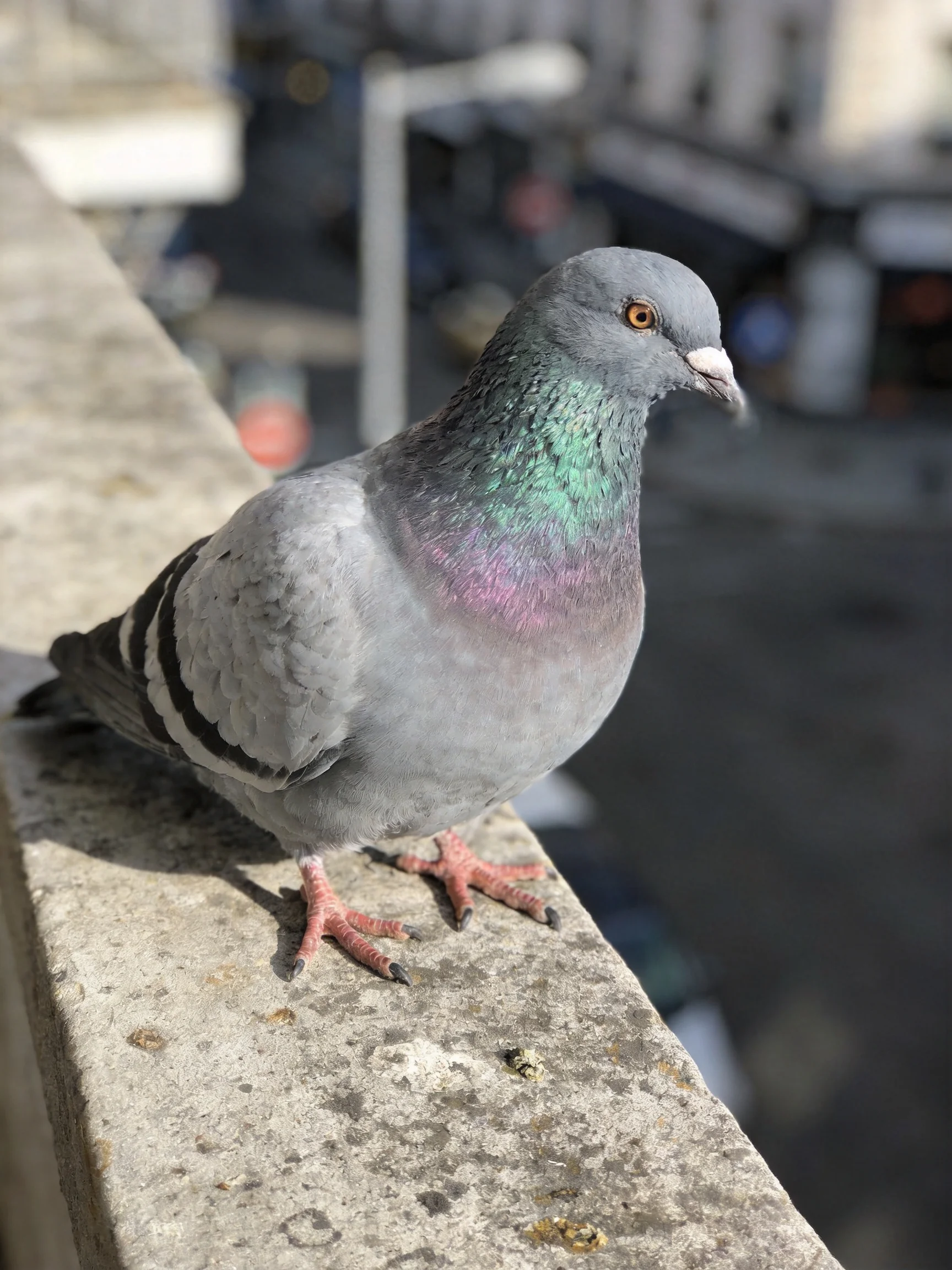 A Gray Pigeon with Iridescent Green-Purple Neck Perched on Weathered Concrete