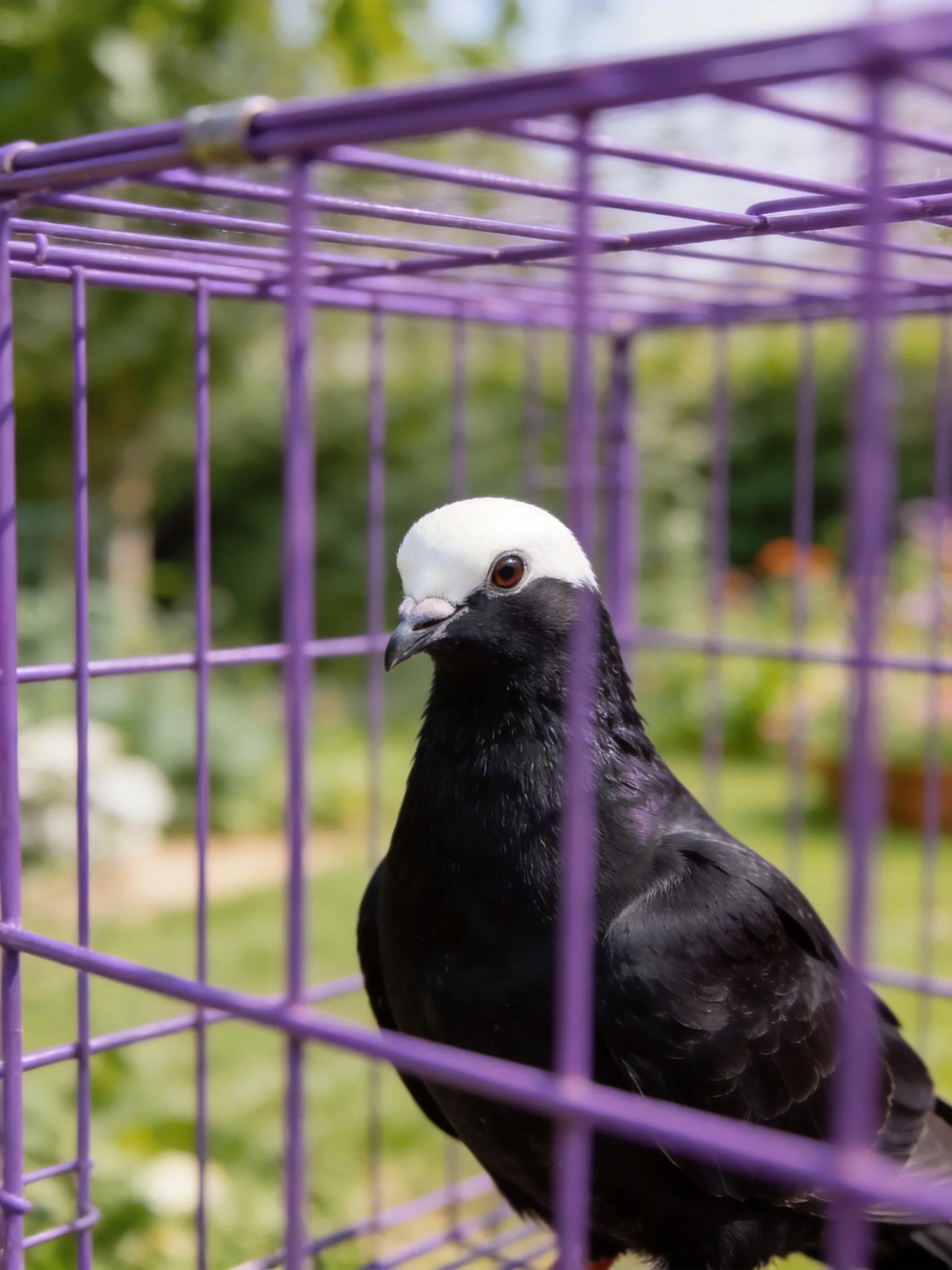 A black and white pigeon in a vibrant purple cage outdoors