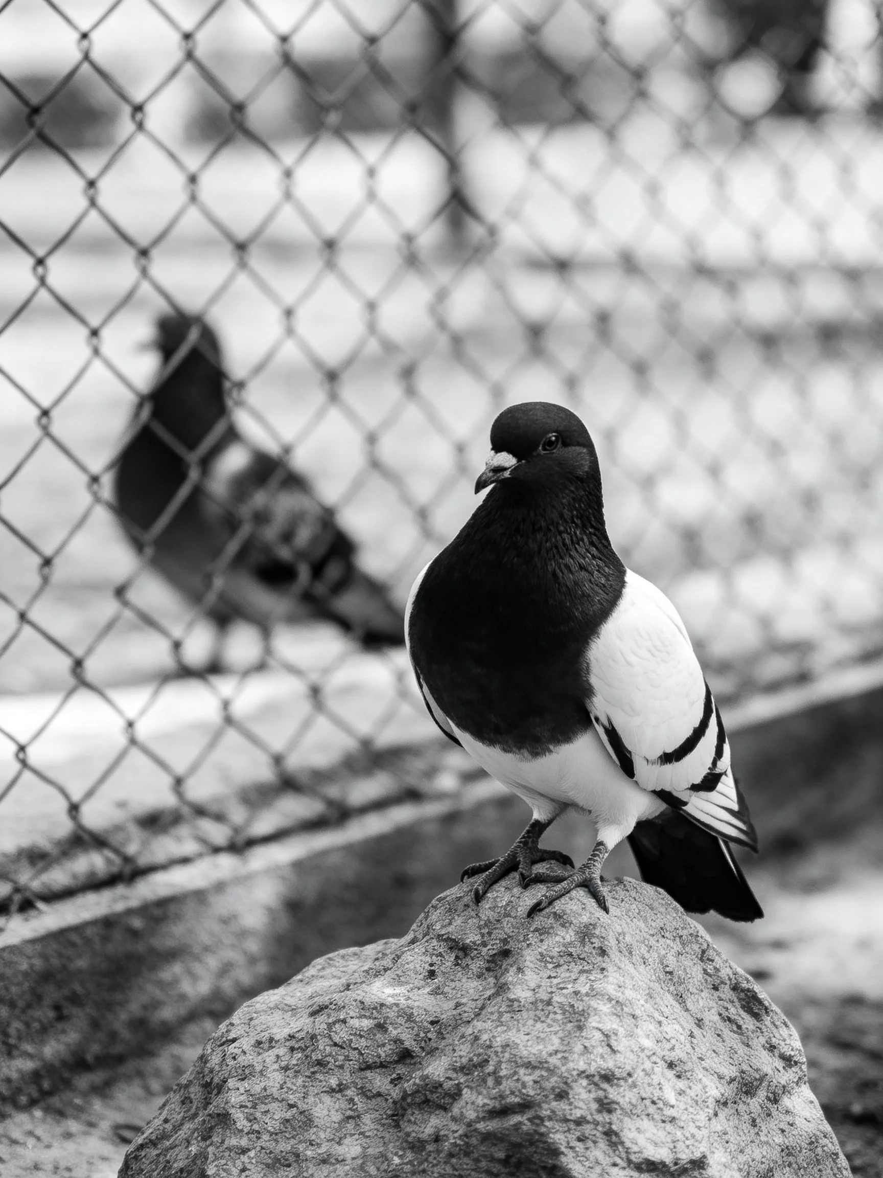 A black-and-white pigeon sits on a rock near a chain-link fence with another pigeon