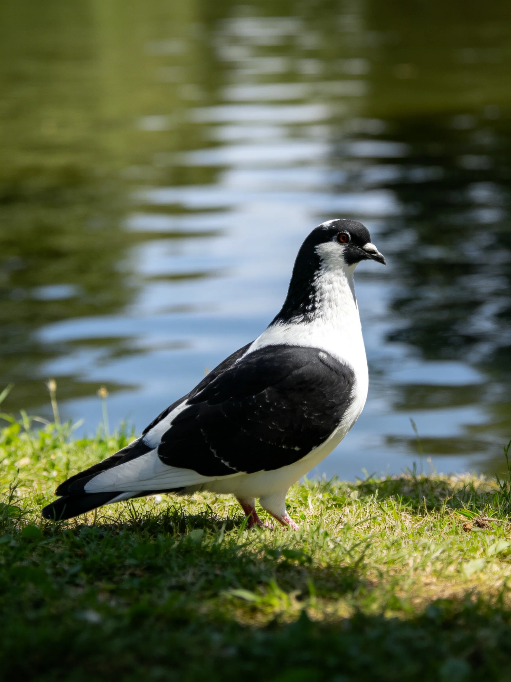 A black-and-white pigeon rests on grass beside tranquil water.