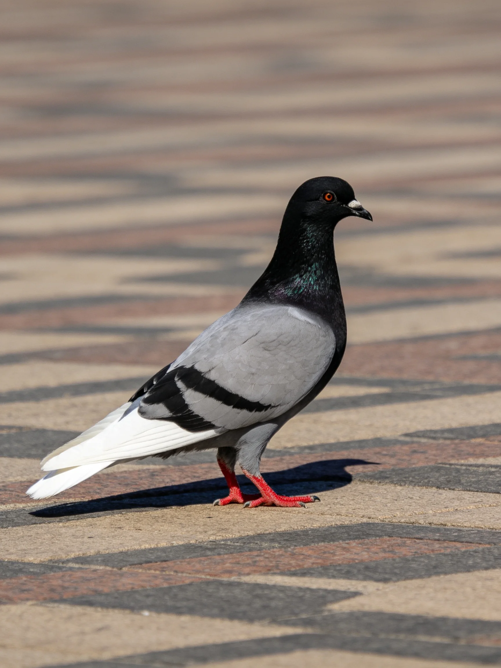 A black-headed pigeon with gray wings walks on patterned pavement