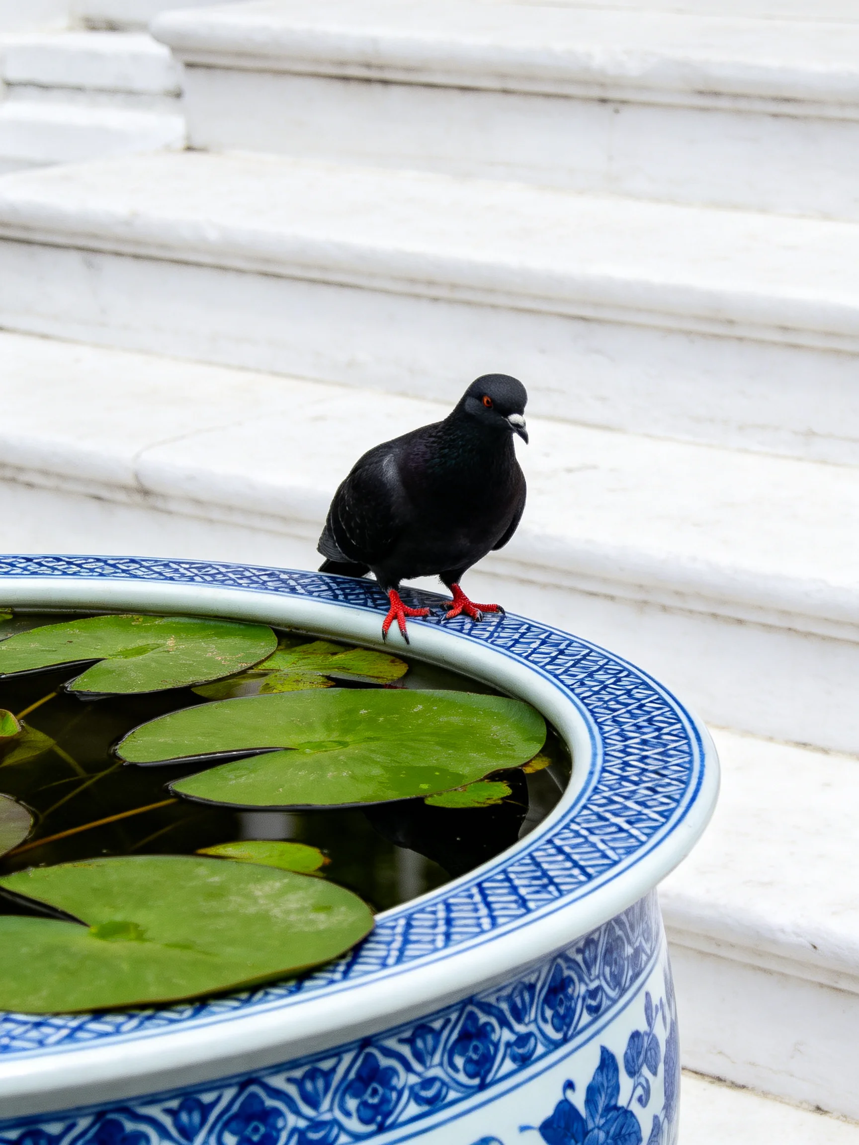 A black pigeon stands on a blue - and - white pot with water lilies nearby.