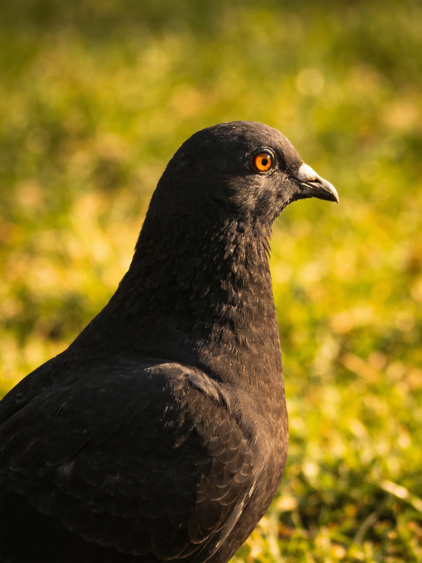 A black pigeon with bright orange eye against golden-green blurred foliage