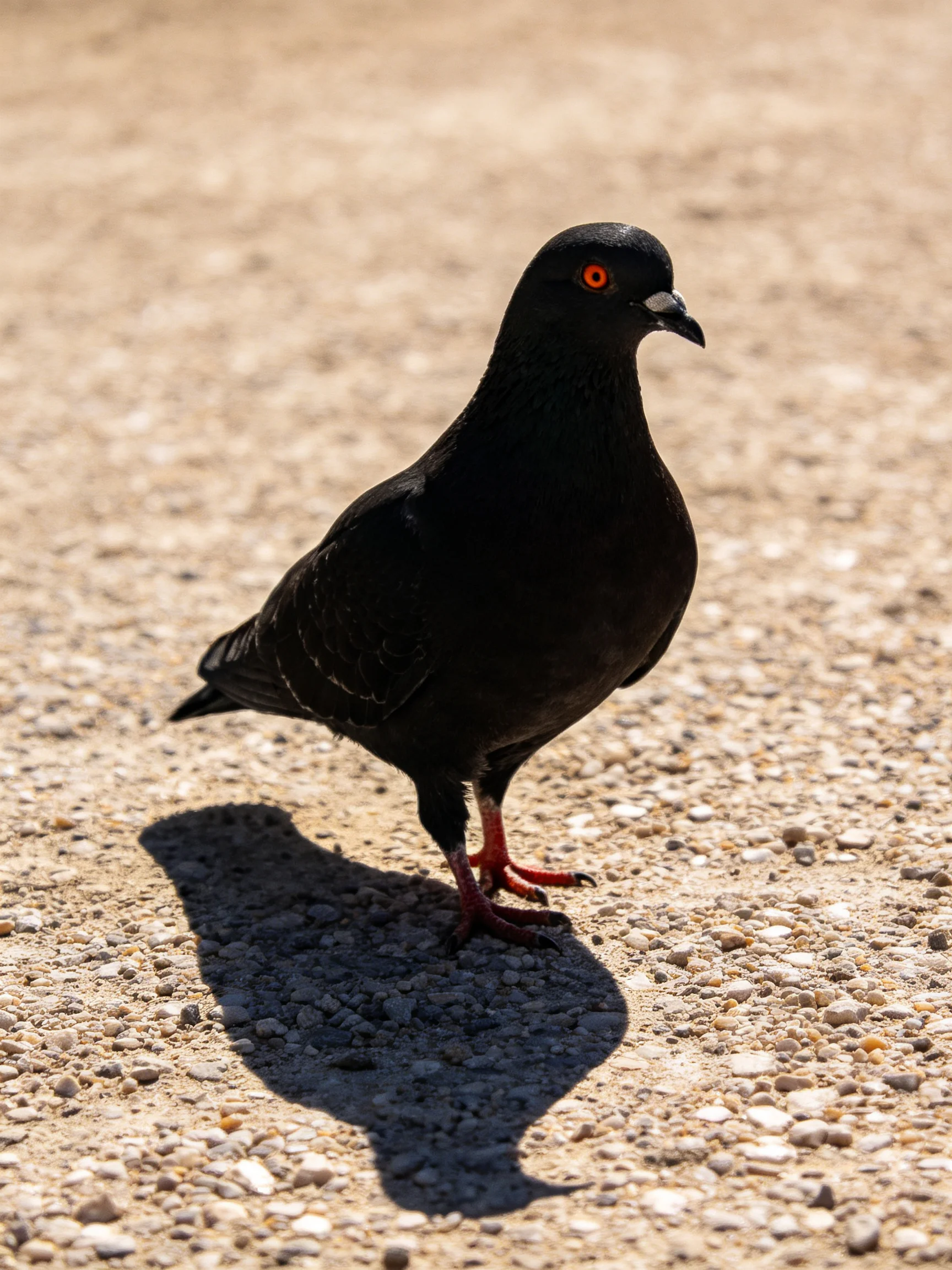 A black pigeon with red eyes stands on gravel pavement