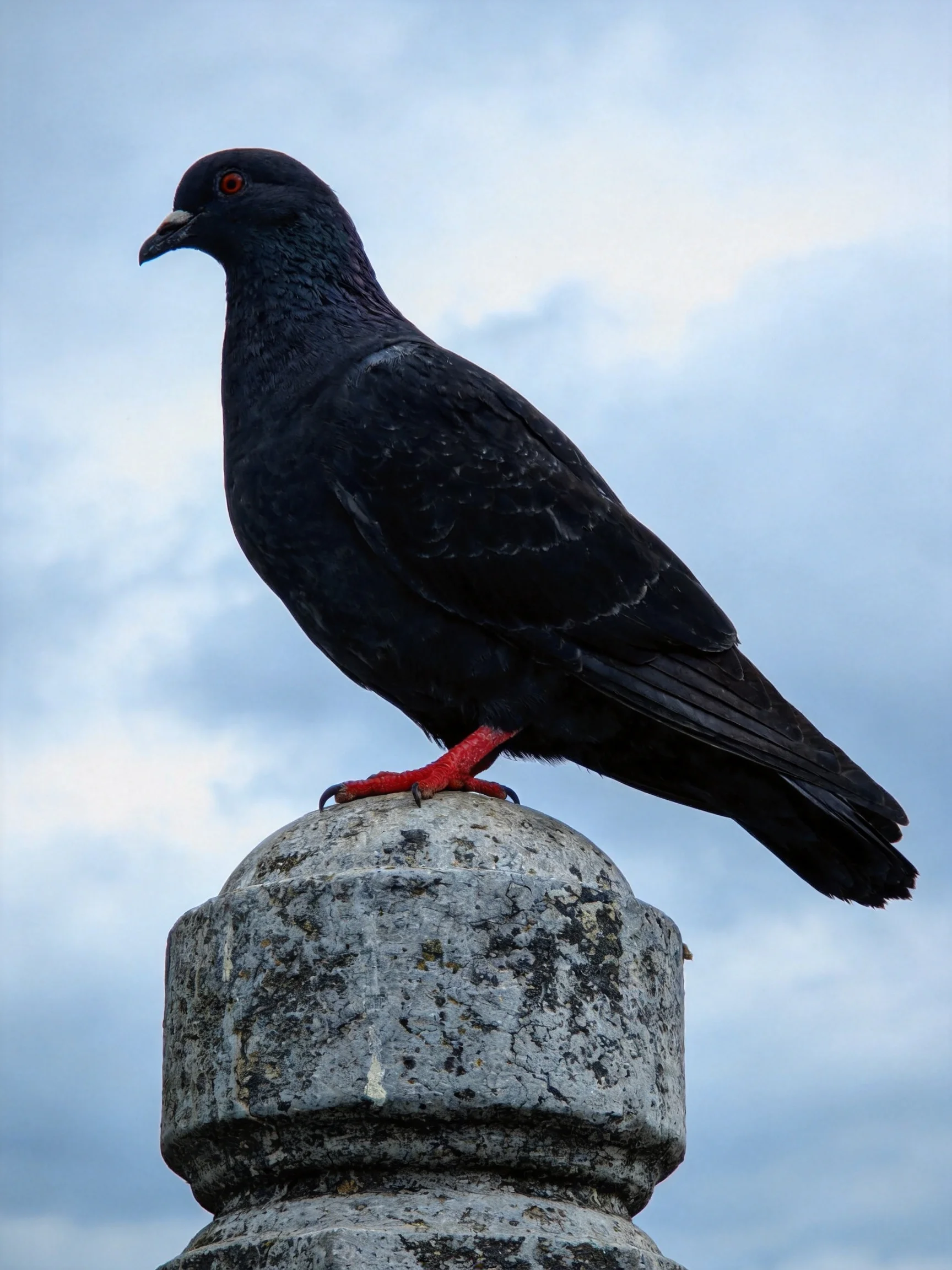 A black pigeon with red feet perched on an aged stone post
