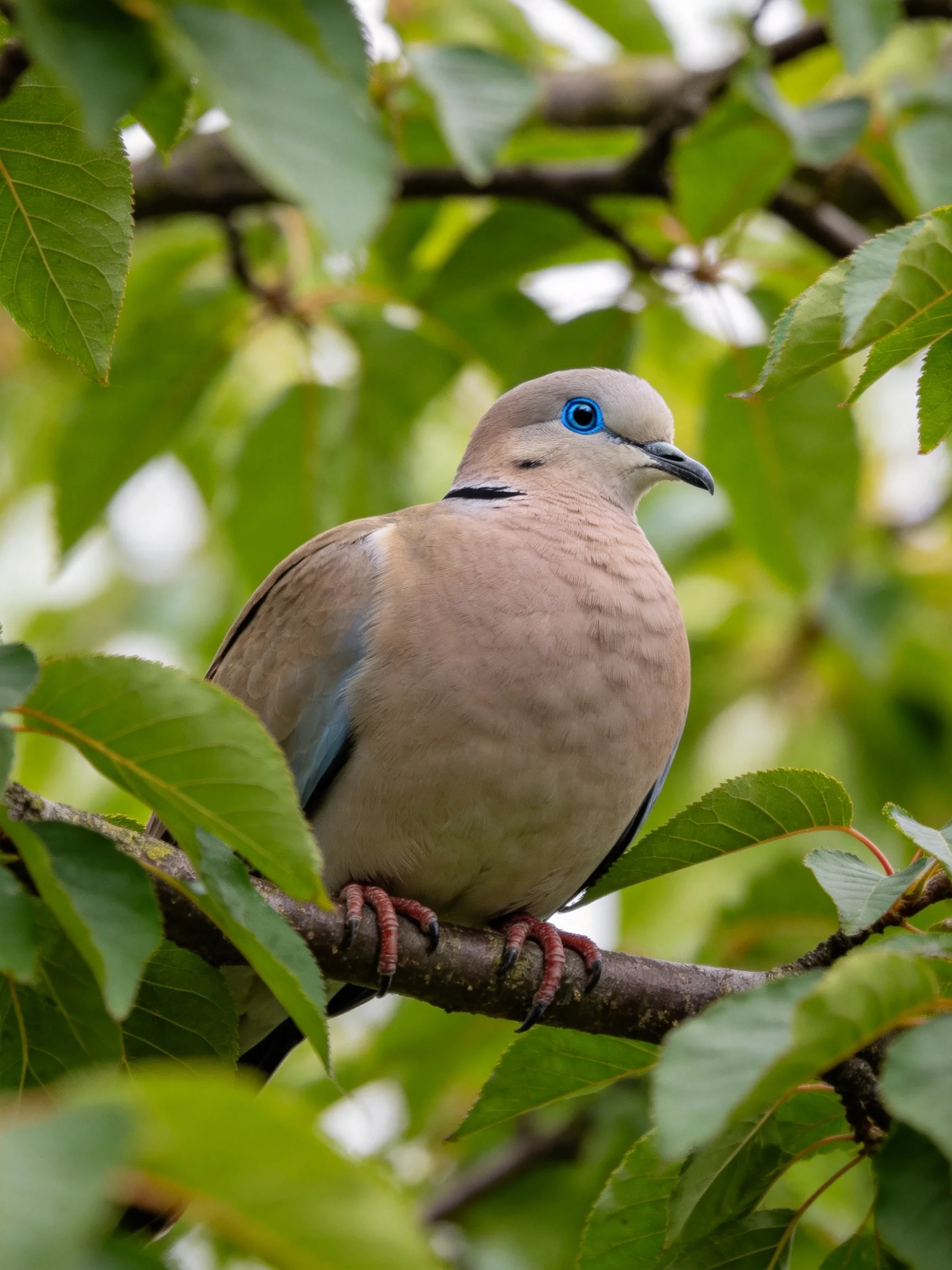 A blue-eyed dove perched among lush green foliage