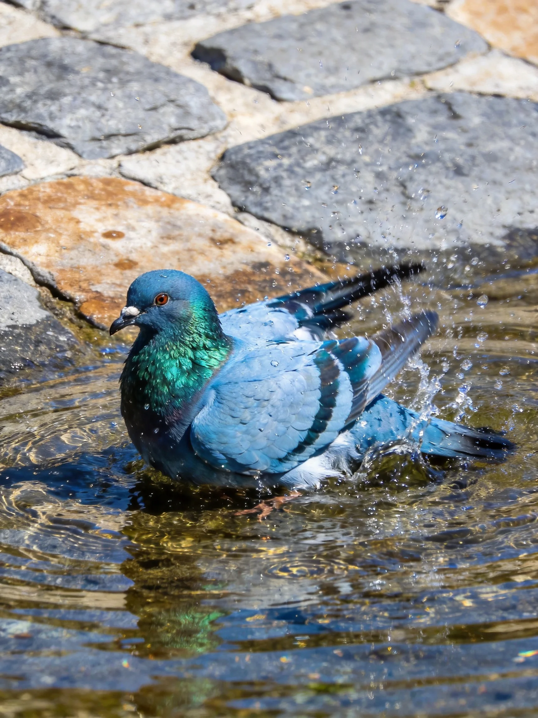 A blue-green pigeon bathing in shallow water by cobblestones