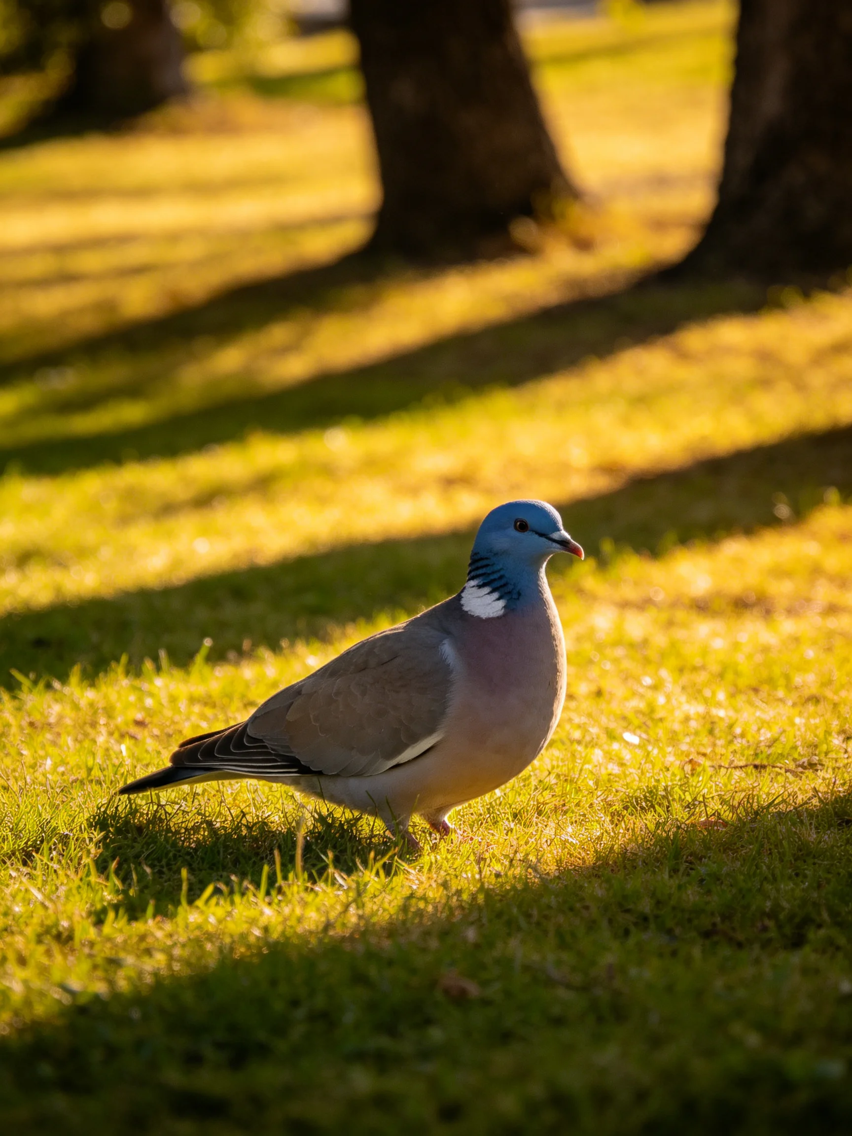 A blue-headed pigeon roams sunlit grass in a shaded park.
