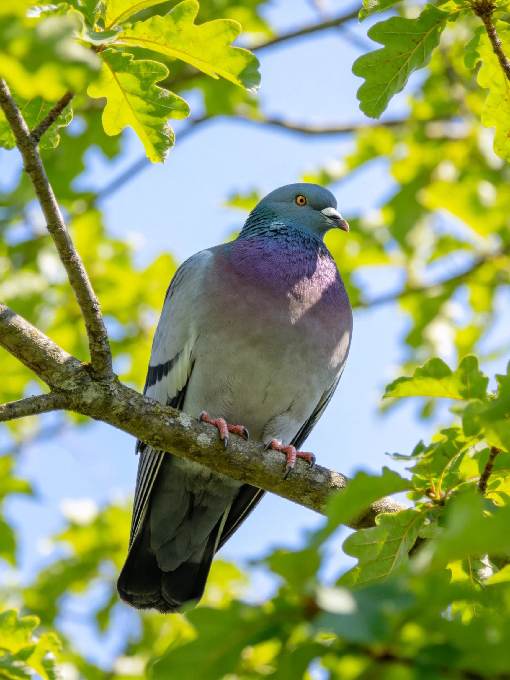A pigeon with blue head and purple chest perches on a tree branch amid green foliage.