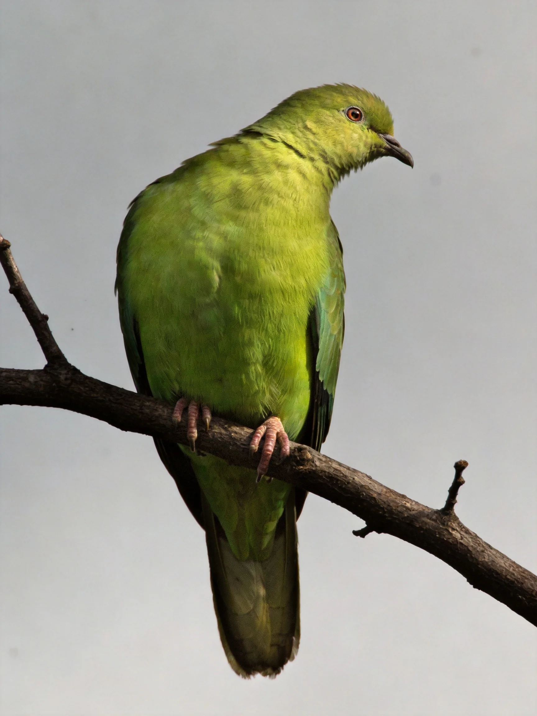 A bright green pigeon perched on a dark tree branch