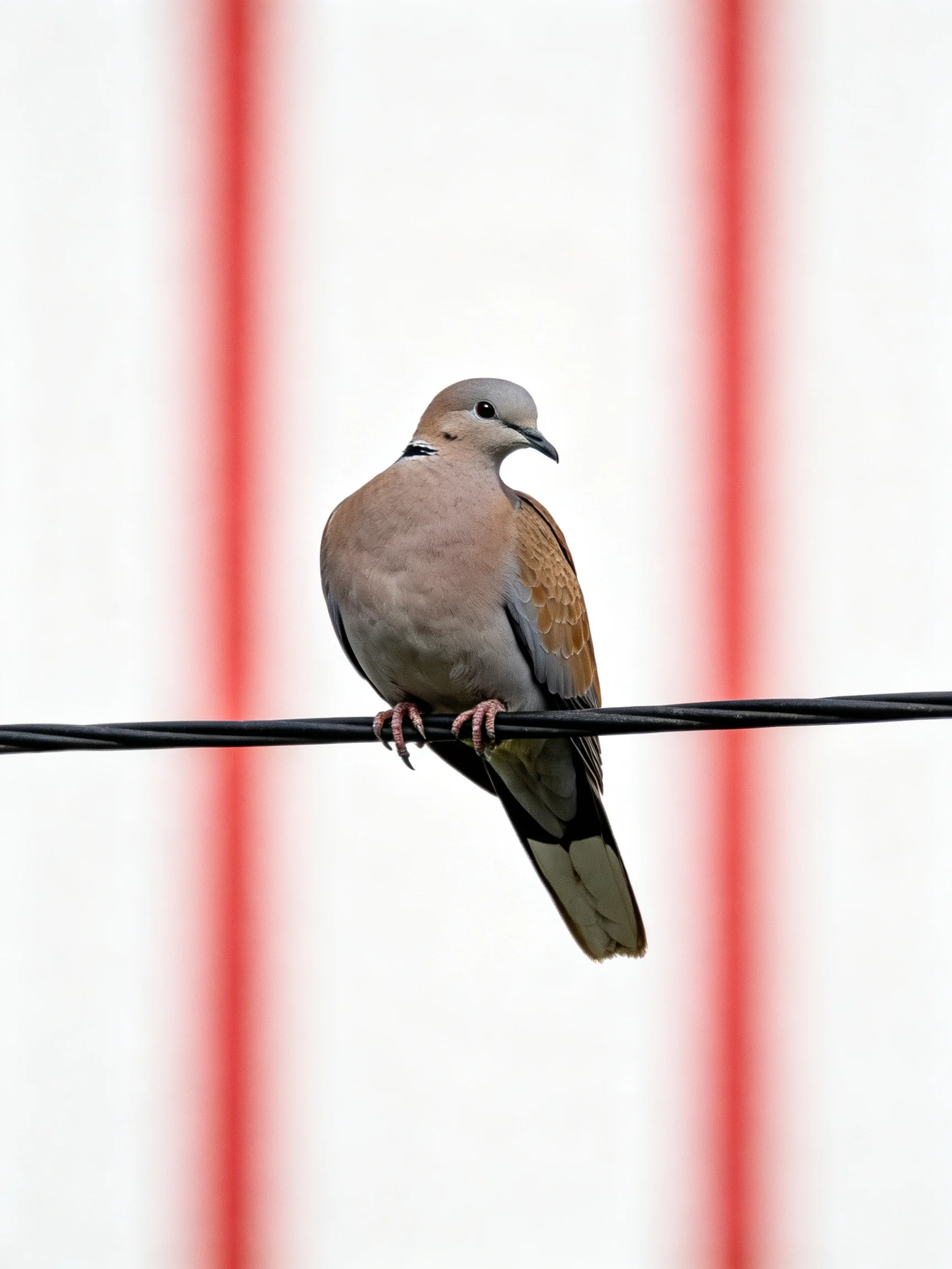 A brown and gray dove perches on a black wire near red vertical stripes