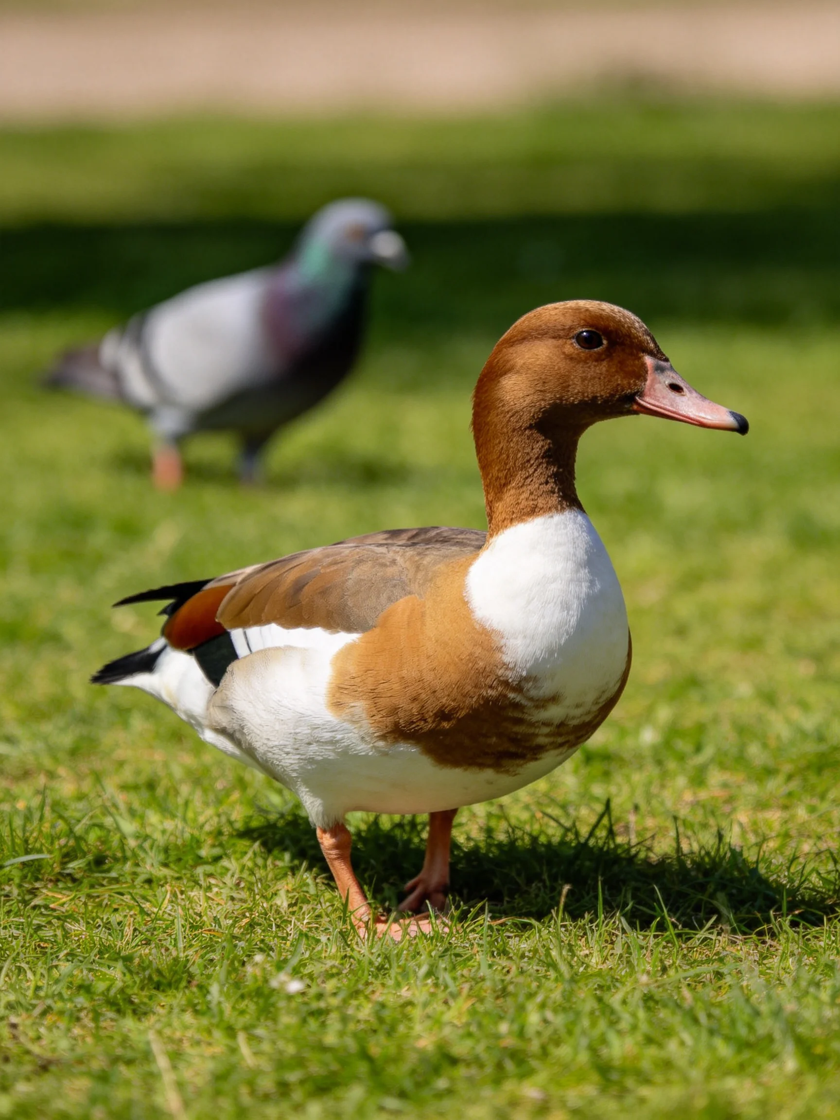 A duck stands on grass near a gray pigeon