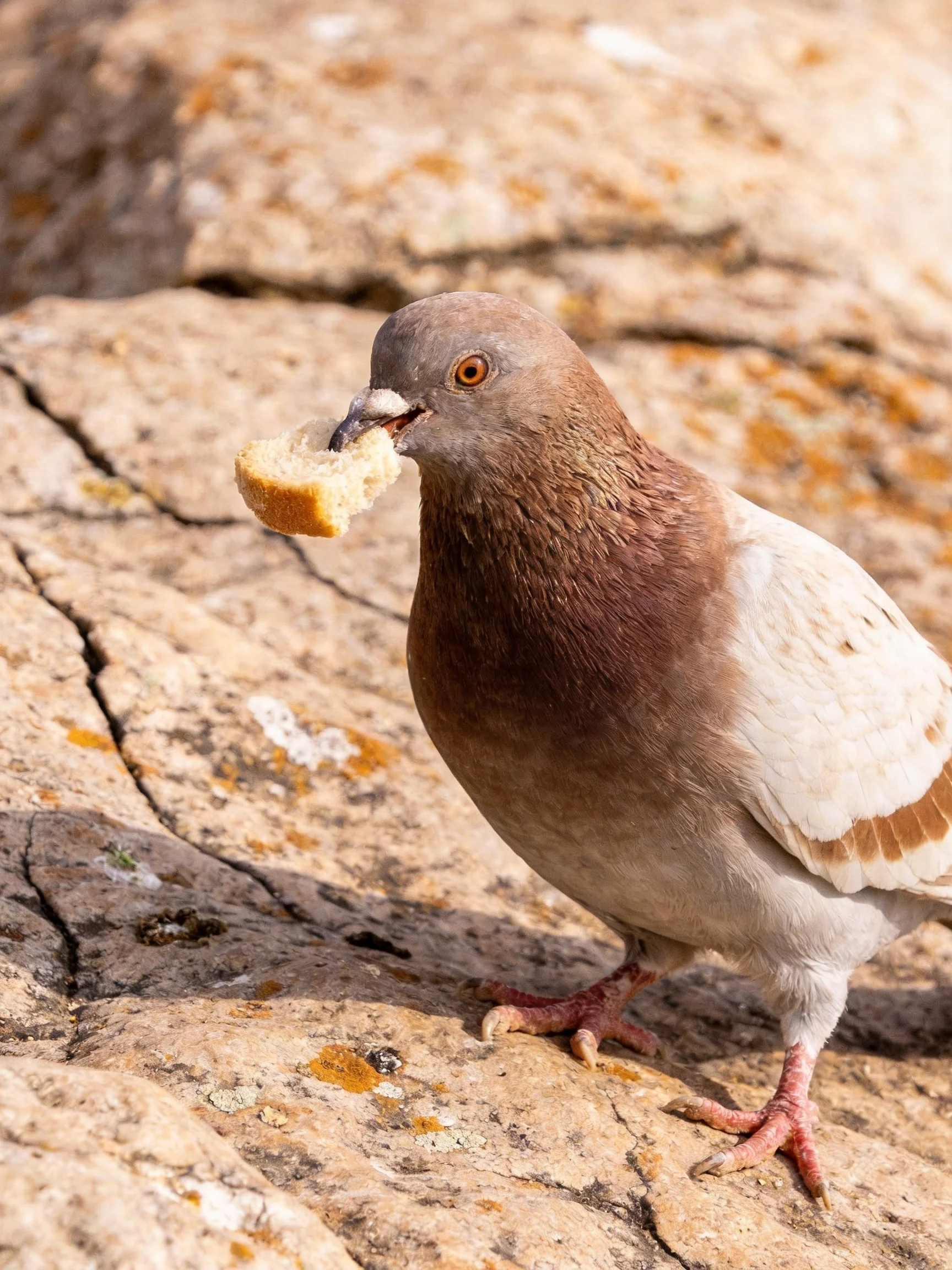 A brown and white pigeon carries bread on rocky terrain