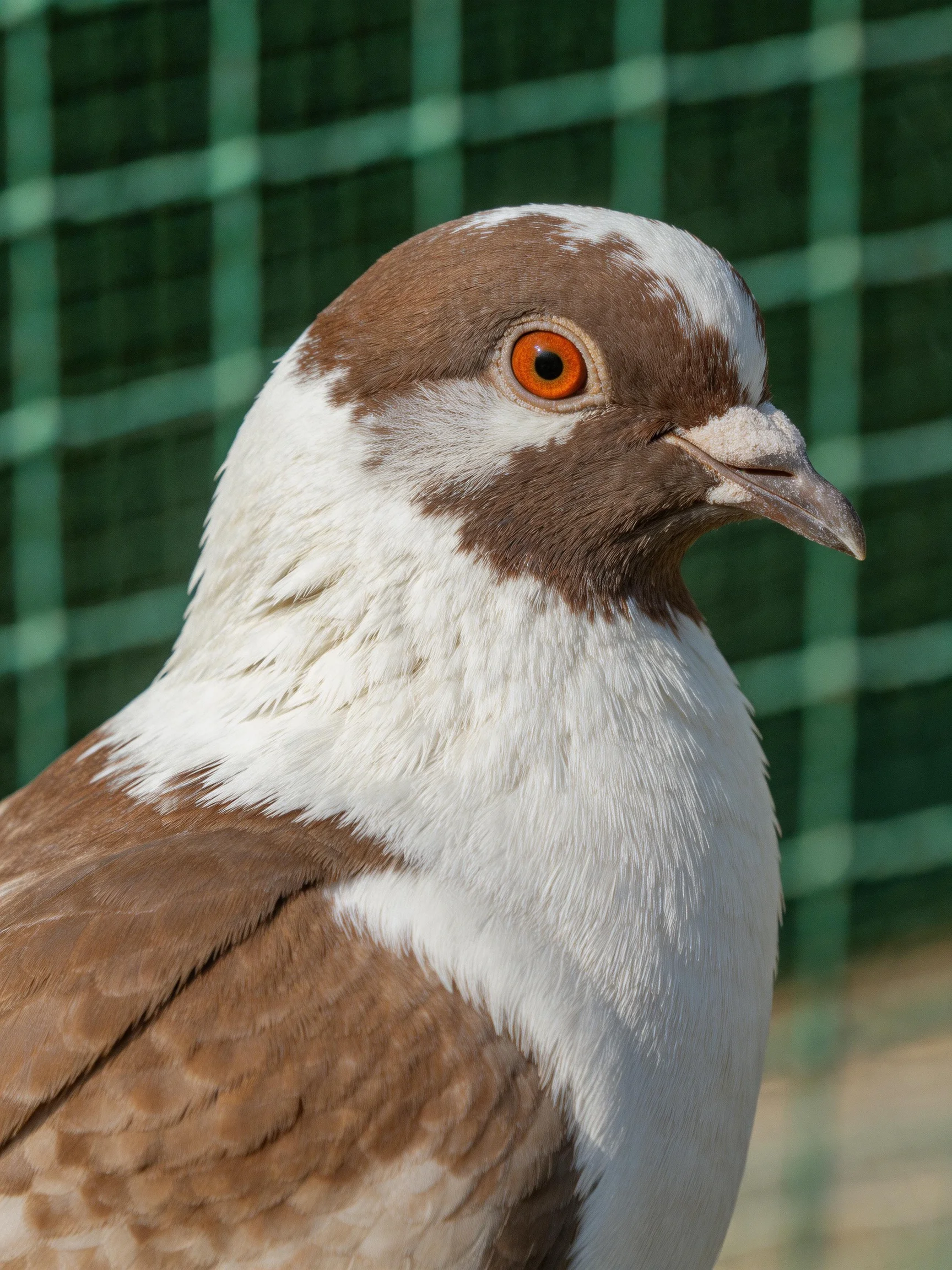A brown and white pigeon with an orange eye is near a green mesh fence.